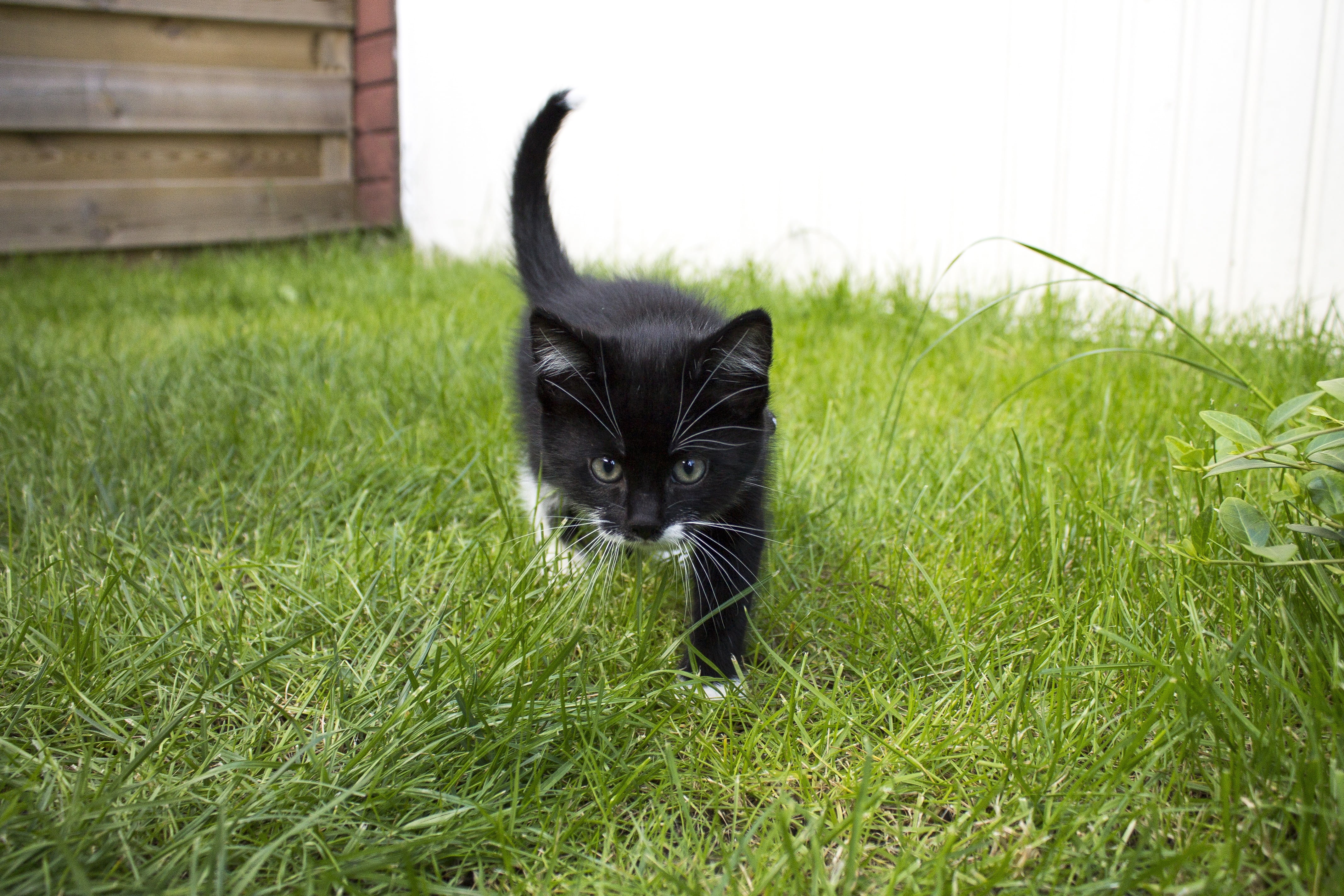 vertebrate, beast, sweet, outdoors, discover, grass, plant, maia, cute, looking at camera, newborn, garden, domestic animals, cats, mammal, black and white, HD Wallpaper