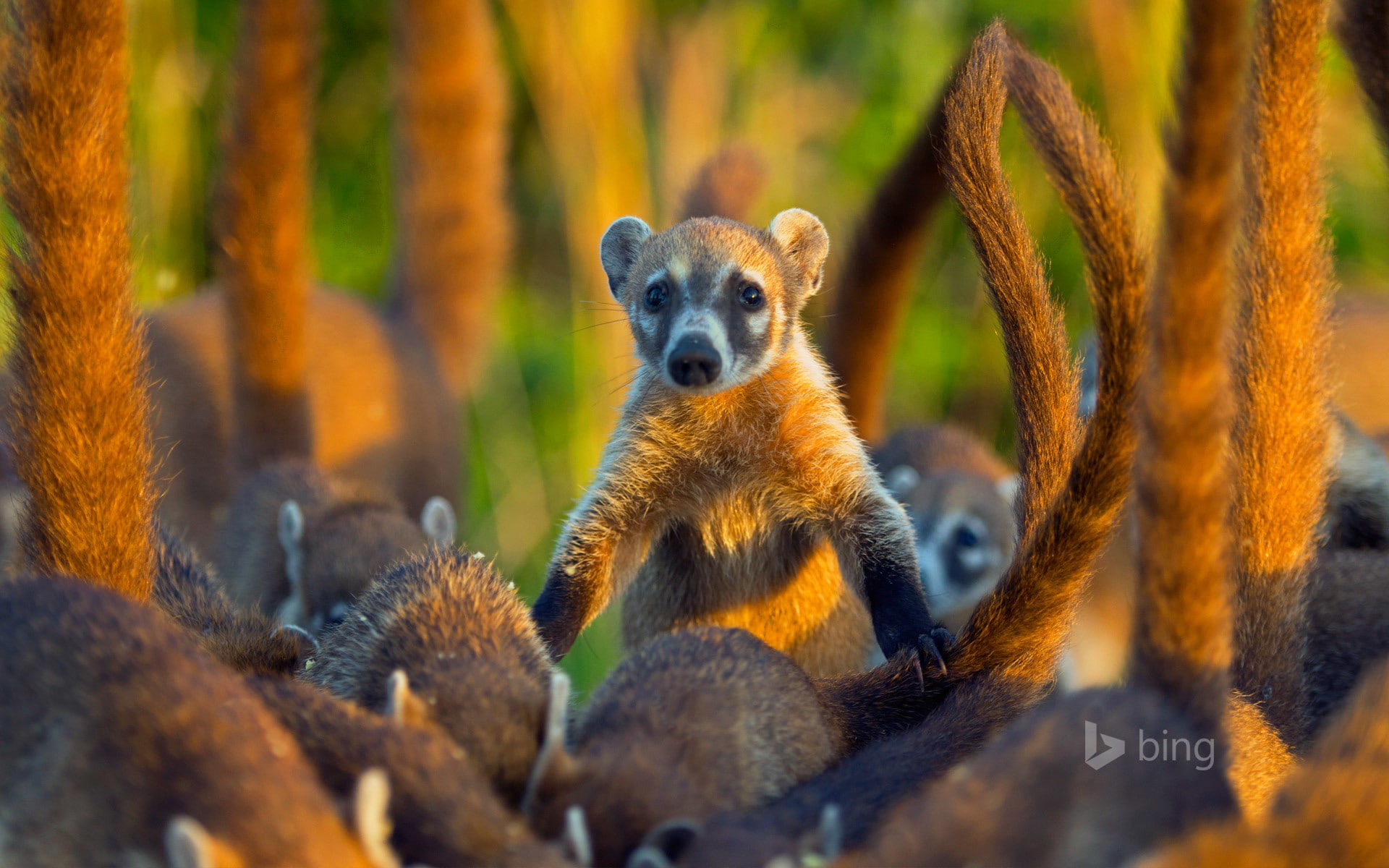 1080P, Mexico, mammal, the coati, the island of Cozumel, coati, HD Wallpaper