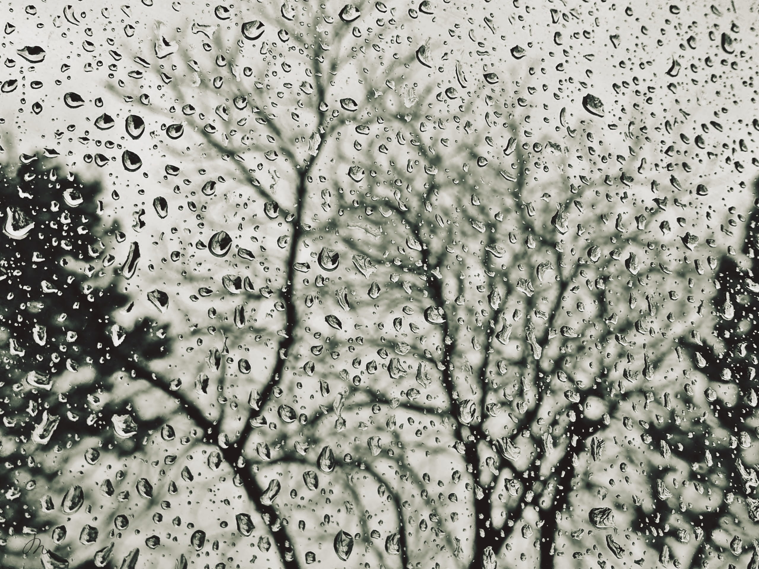 weather, trees, rain, full frame, raindrop, beaded, backgrounds, bubble, close-up, grey, 2K, wet, water, drop, abstract, rainy day, drip, nature, november, HD Wallpaper