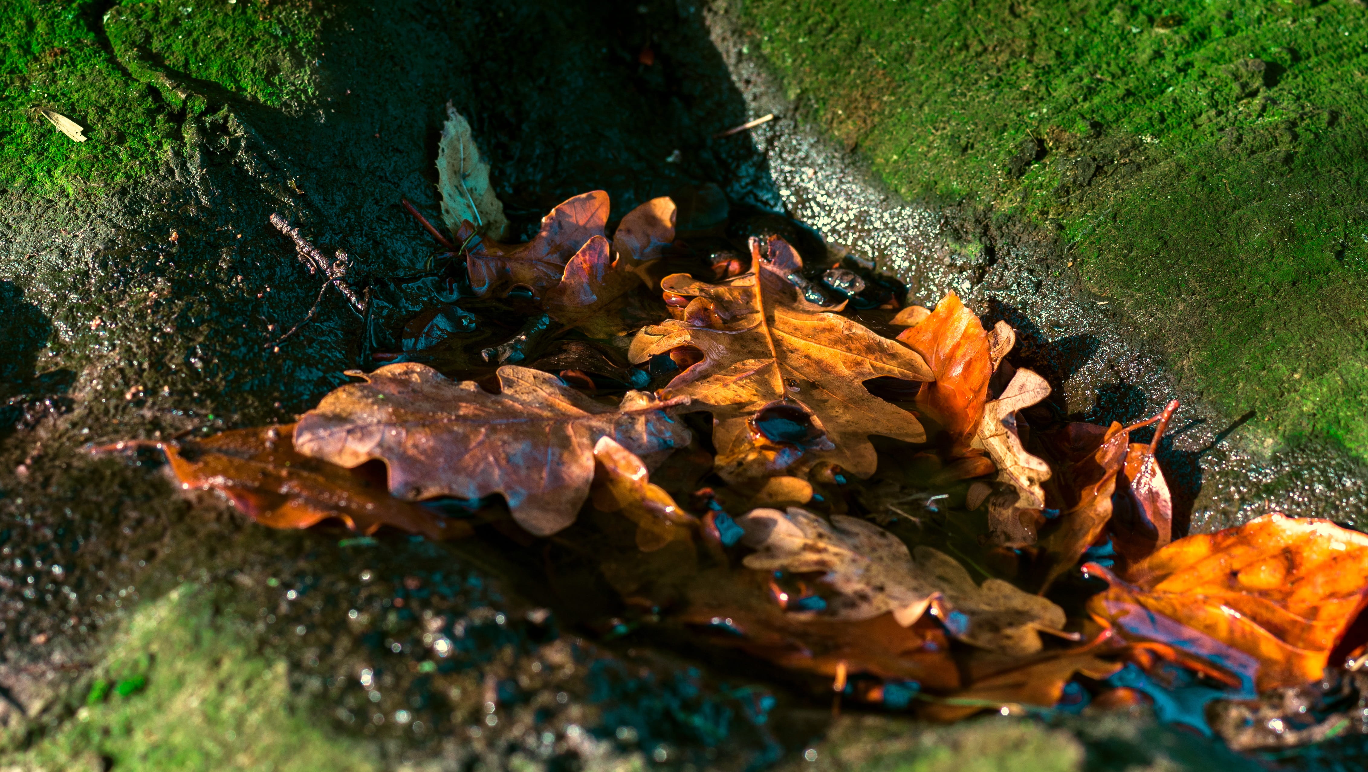 plant, decay, 4K, dry, leaves, tree, field, puddle, fall leaves, moss, selective focus, wet, atmosphere, day, beauty in nature, bark, mood, falling, root system, HD Wallpaper
