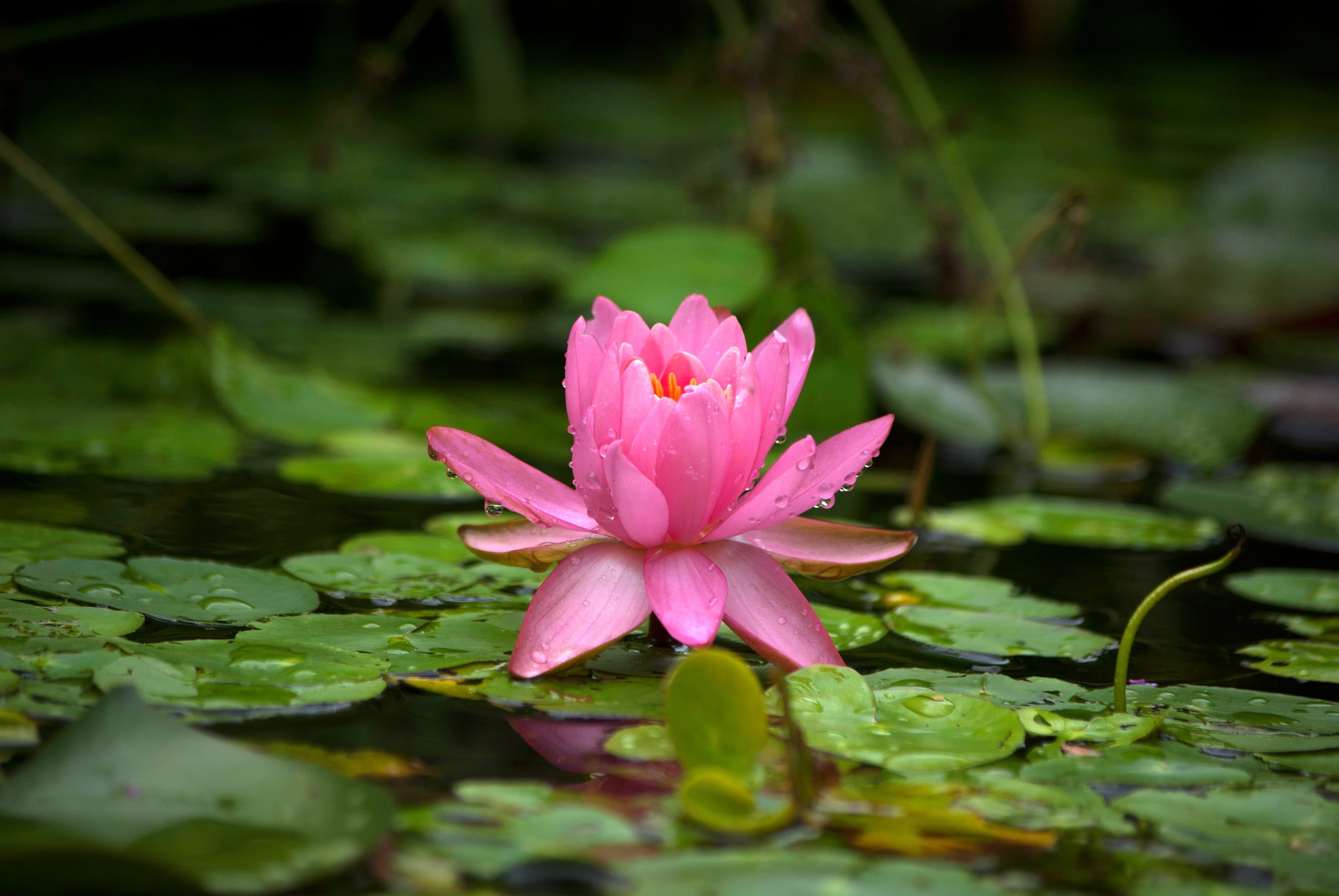 pond, summer, no people, 4K, green, plant part, lotus, outdoors, flowers, fragility, growth, water lily, tilt, water lilies, pink color, pads, rainwater, HD Wallpaper