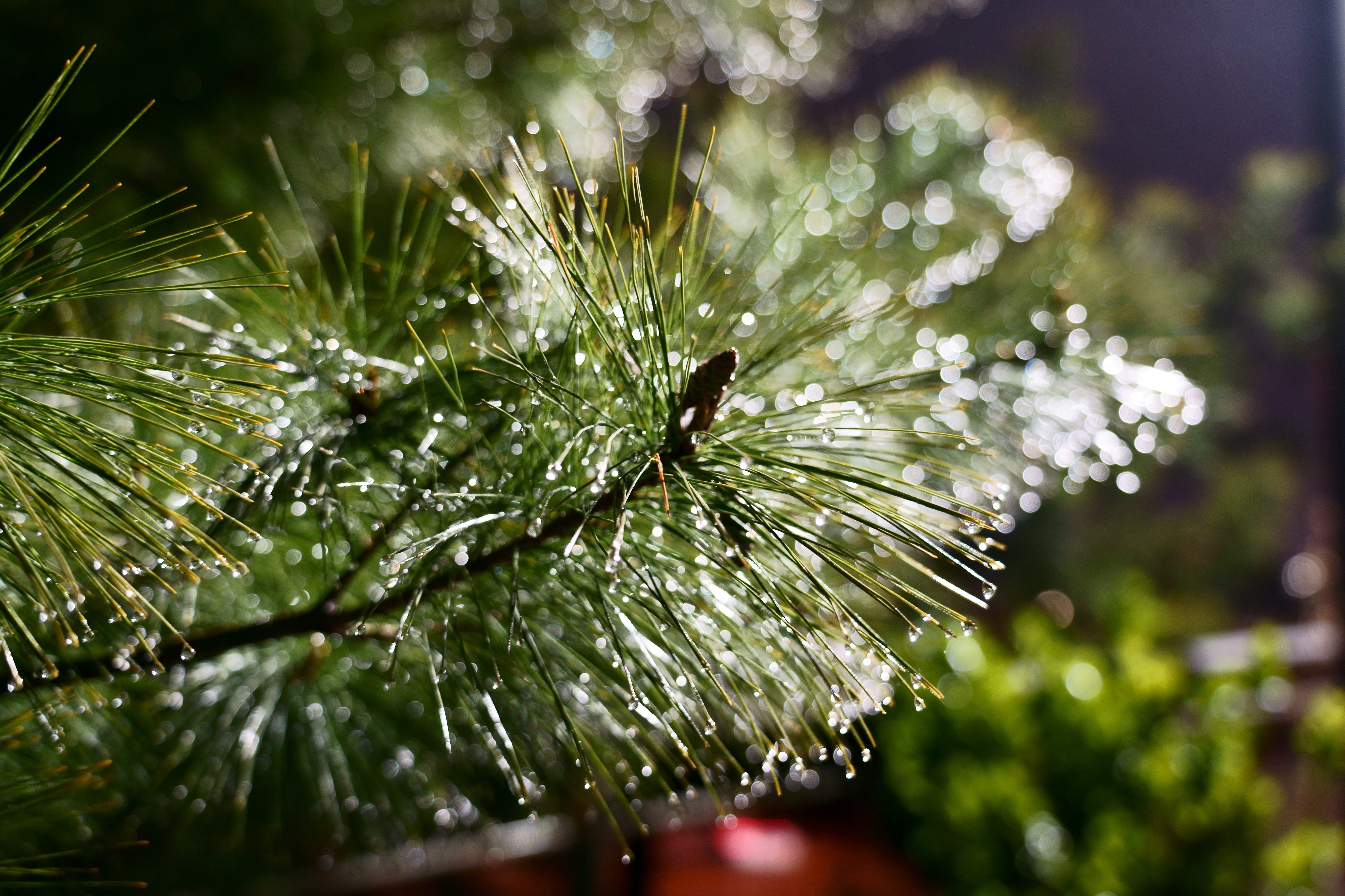 5K, outdoors, tranquility, close-up, nature, green color, fir tree, coniferous tree, green, pine leaf, day, focus on foreground, raindrop, pine tree, beauty in nature, HD Wallpaper