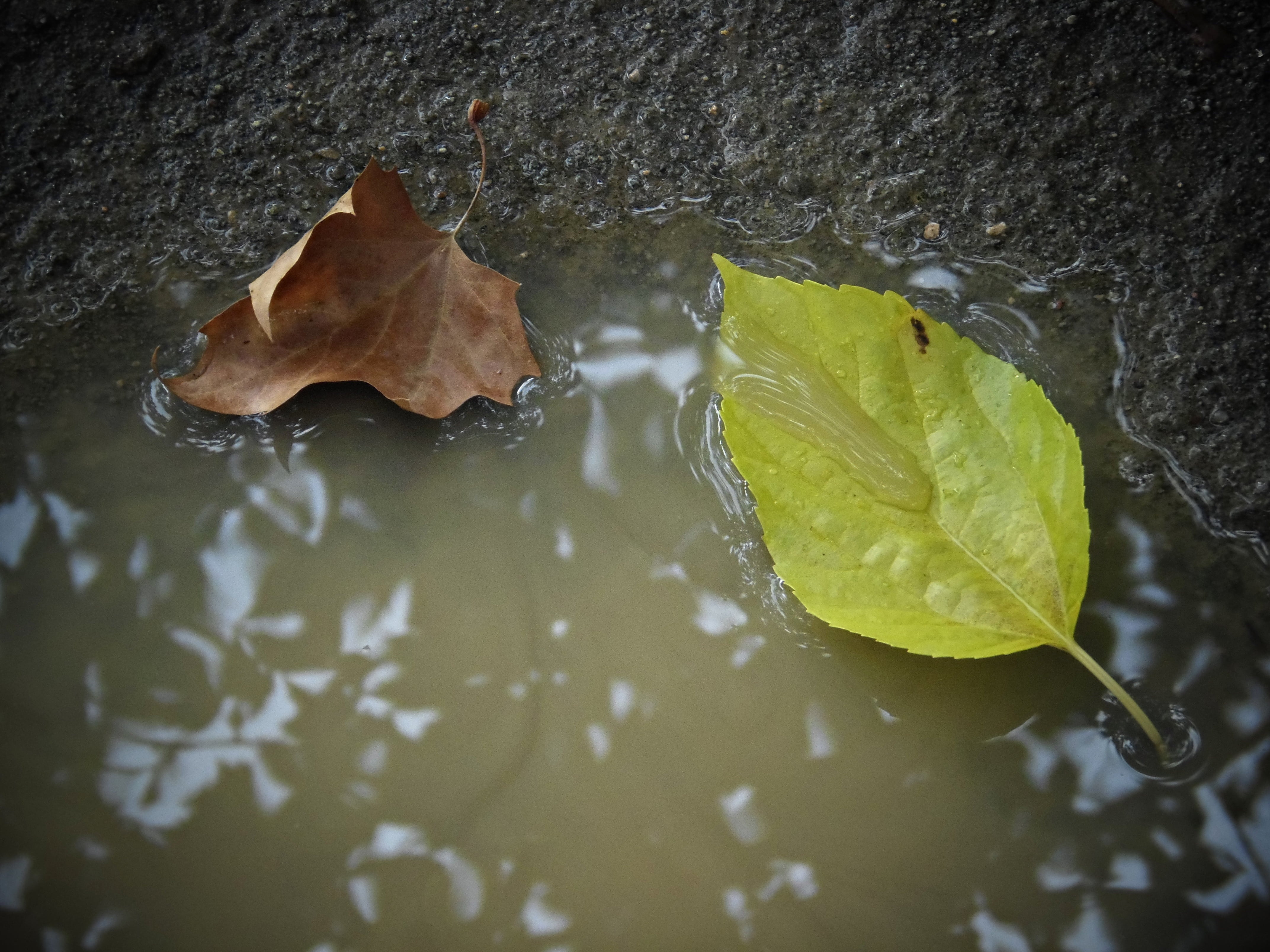 outdoors, rainwater, nature, high angle view, plant, wet, plant part, no people, change, day, autumn leaves, lake, peaceful, 4K, leaf, floating, autumn, HD Wallpaper
