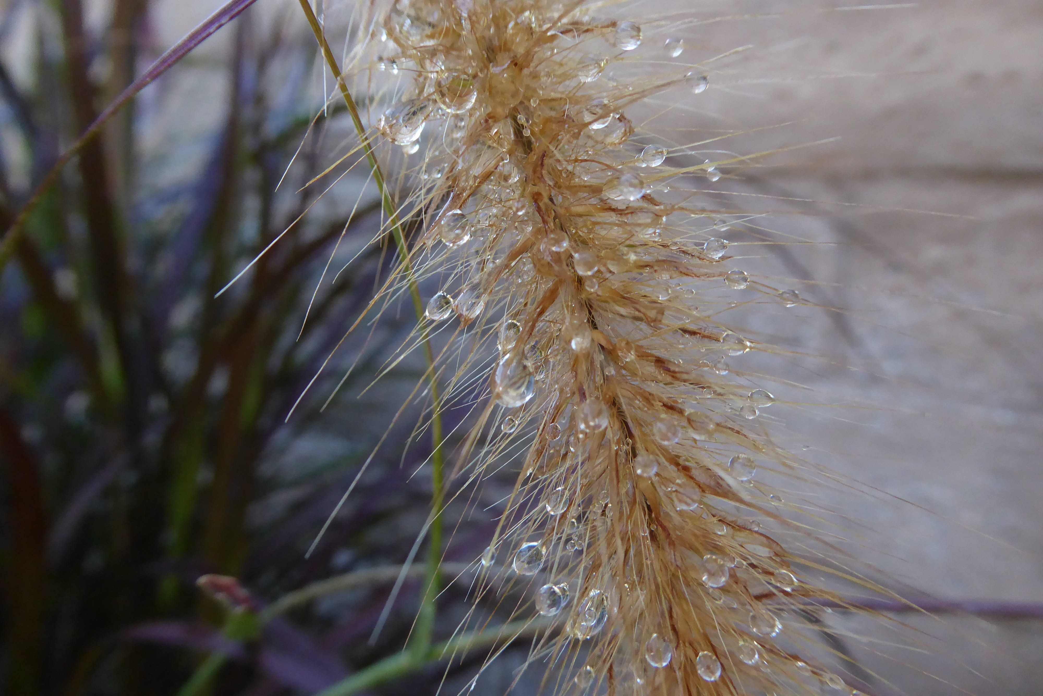 growth, dry, vulnerability, plant, 4K, beauty in nature, no people, day, wet, freshness, rainwater, outdoors, tranquility, water, yellow, softness, close-up, HD Wallpaper