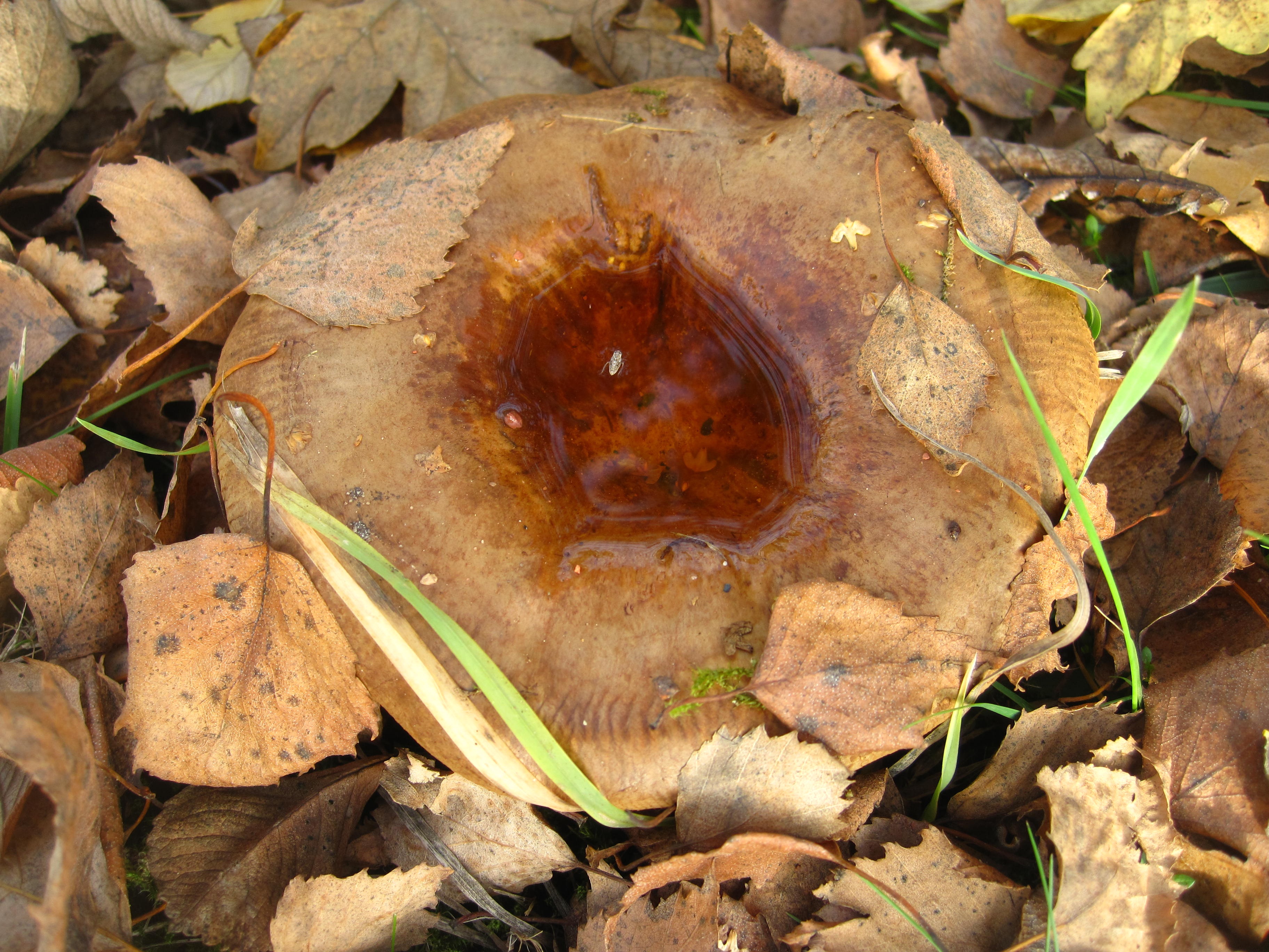 botanical, autumn, day, natural condition, nature, paxillus involutus, rainwater, fruiting bodies, plant, toxic, tree, forest fruit, no people, time of year, HD Wallpaper