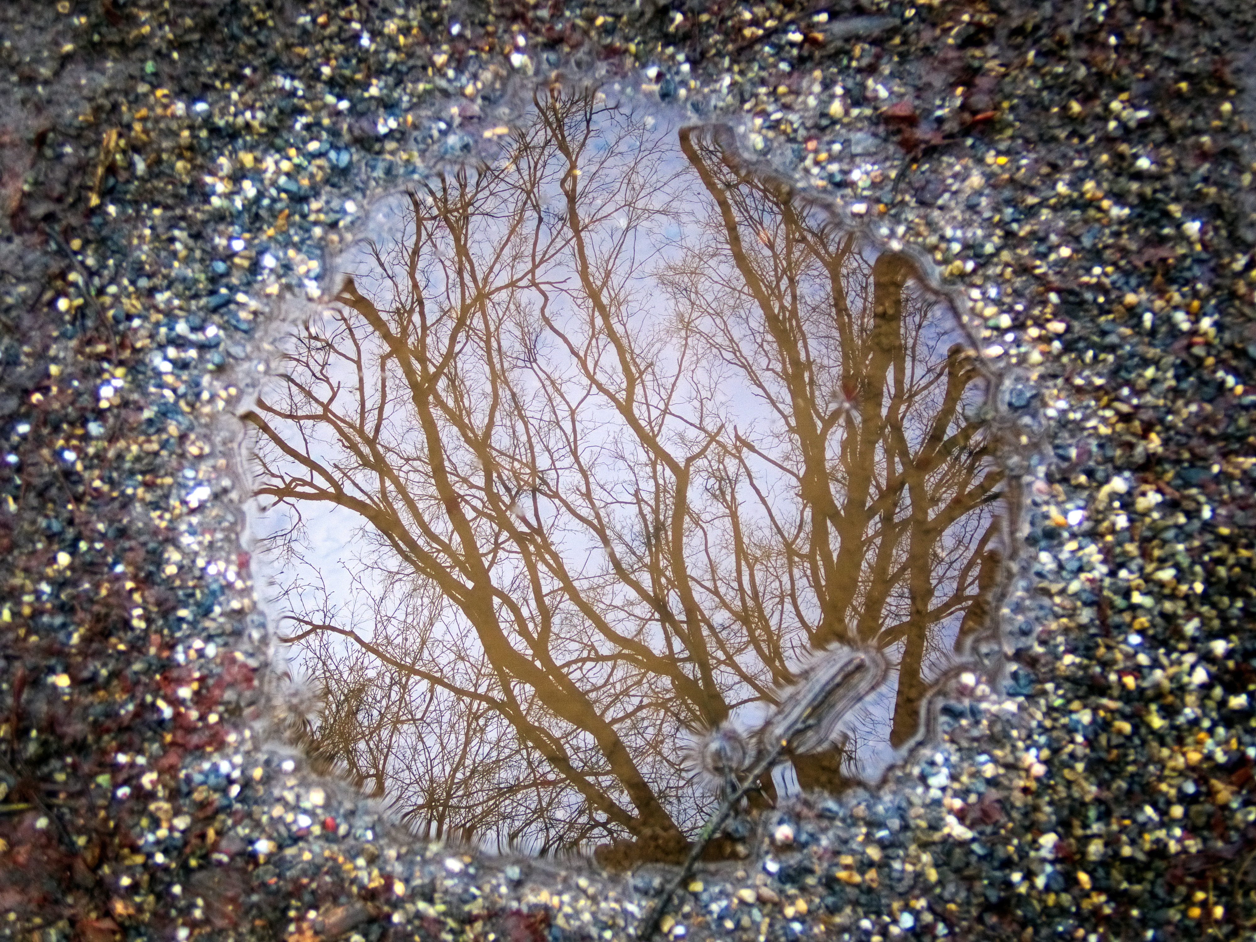 tranquility, puddle, water, land, frozen, outdoors, tree, water puddle, beauty in nature, nature, rainwater, winter, cold temperature, plant, no people, HD Wallpaper