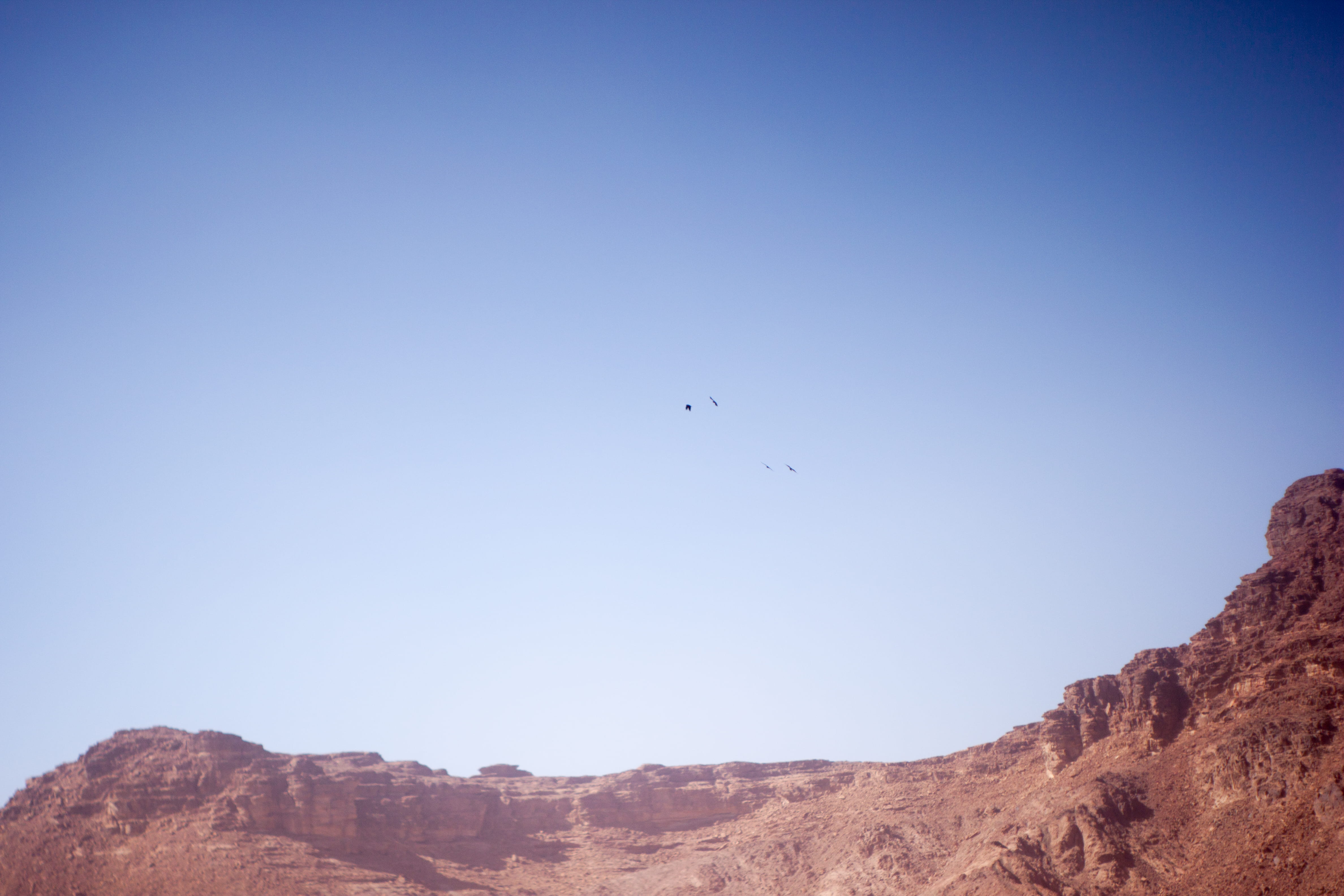 bird, aqaba, non-urban scene, blue, 4K, mountain range, sky, low angle view, wadi rum, formation, rock, sand, vertebrate, animal wildlife, day, animal, HD Wallpaper