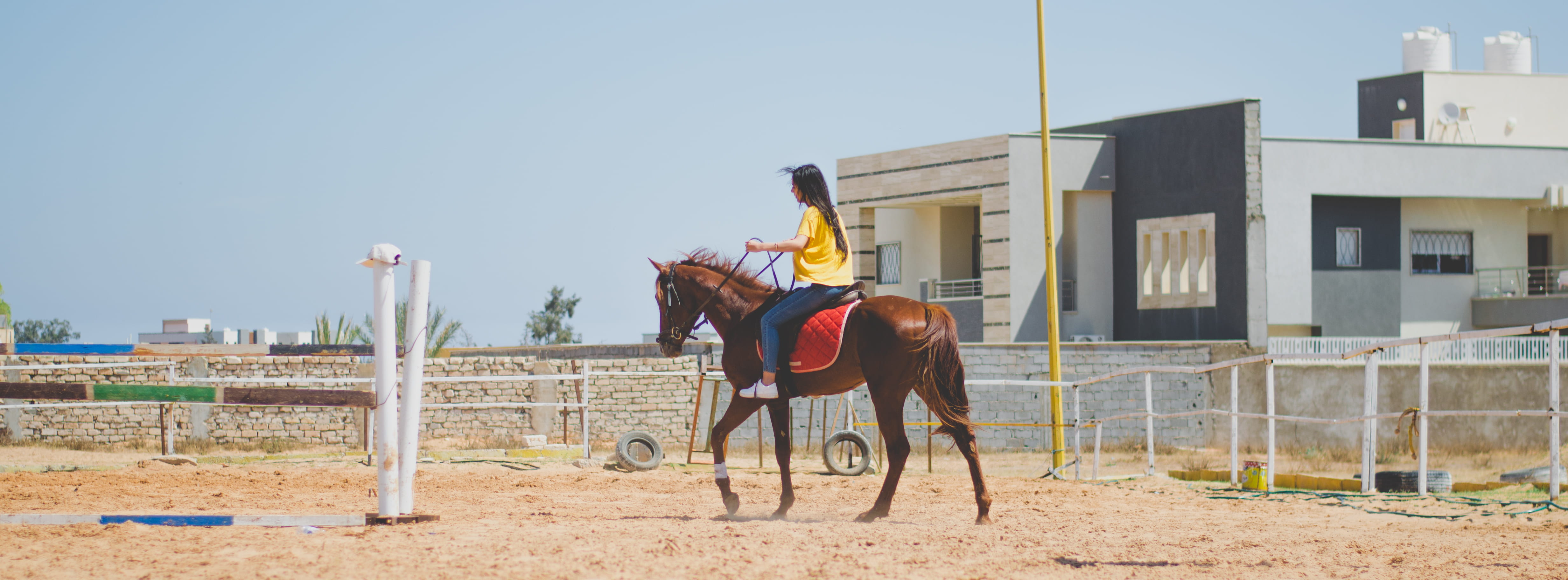 pets, animal, building exterior, day, livestock, domestic, animal wildlife, animal themes, yellow, herbivorous, sky, libya, working animal, arab, domestic animals, HD Wallpaper