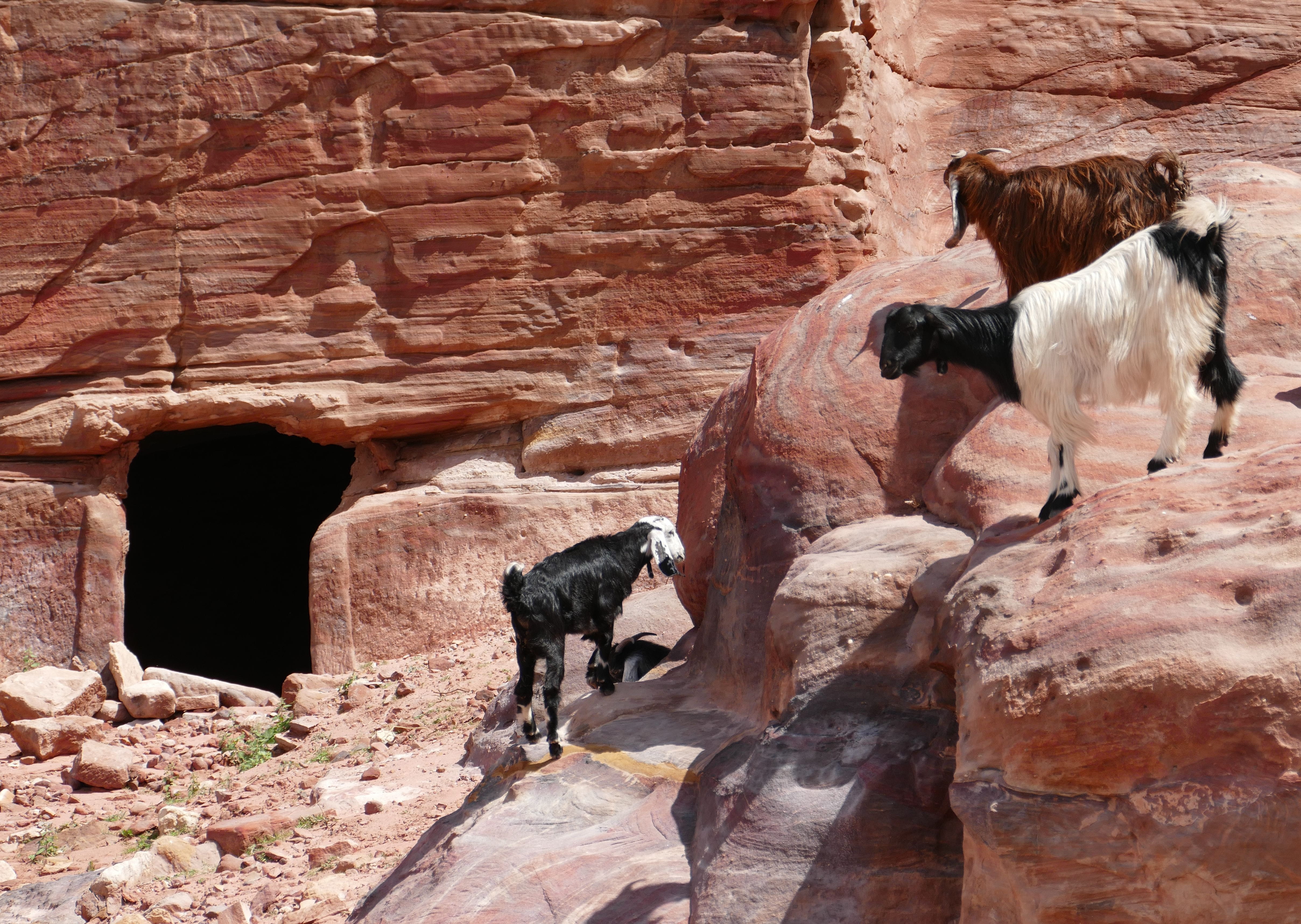world heritage, animal, architecture, rock, solid, animal themes, unesco, jordan, nature, mammal, grave, rock formation, antique, petra, livestock, herbivorous, HD Wallpaper