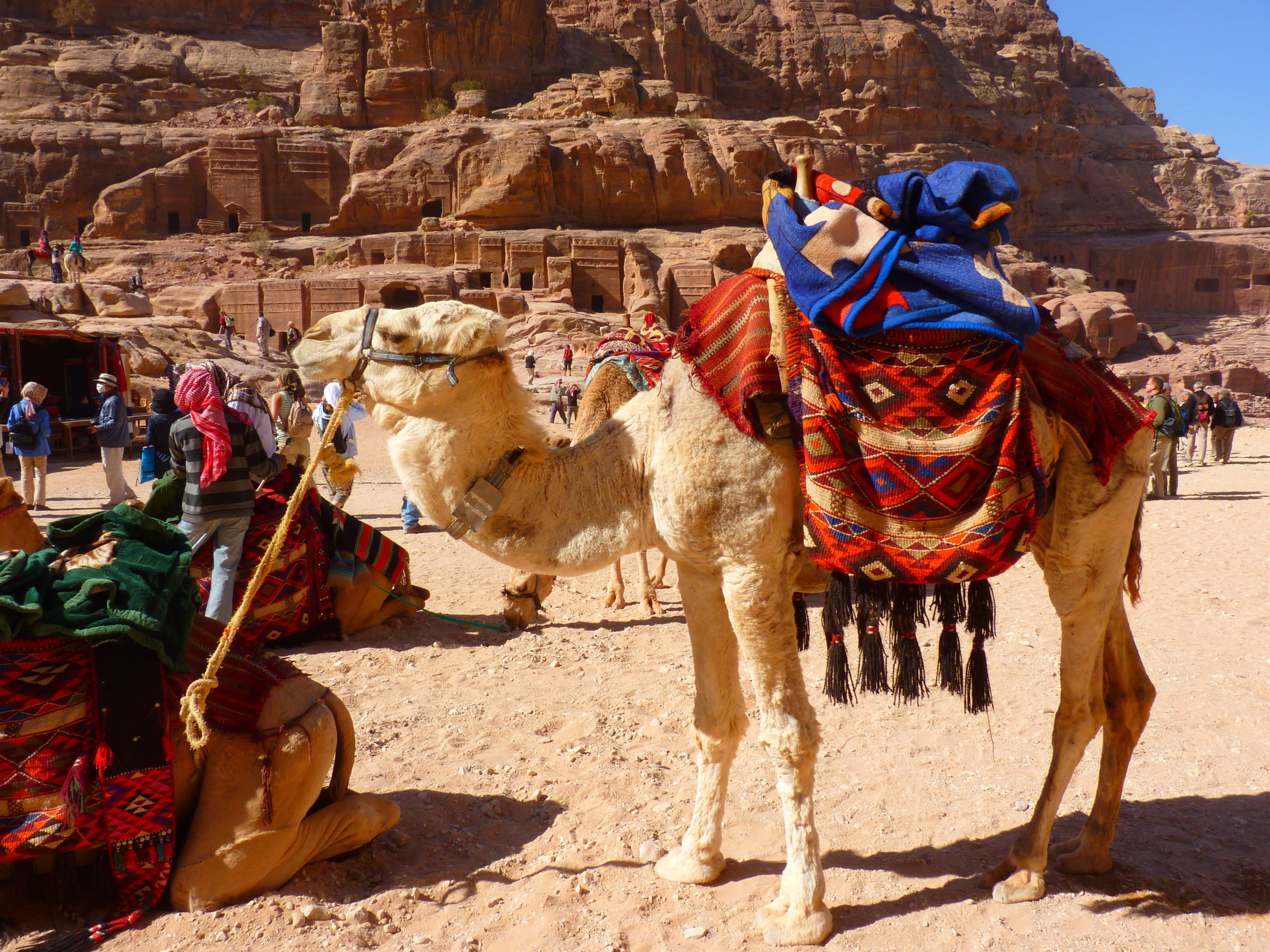 people, mammal, camel, men, pets, working animal, desert, sunlight, day, animal, incidental people, herbivorous, domestic animals, petra, textiles, travel, HD Wallpaper