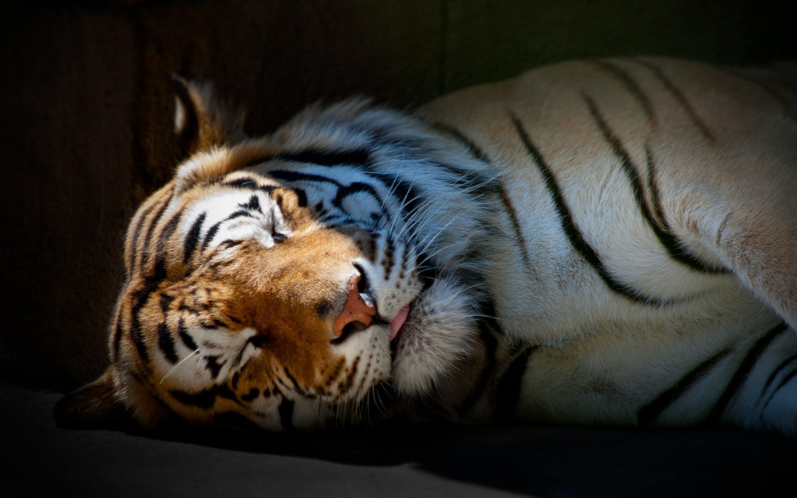 tyger, tiger, animals, animal, reddish, orange, sleeping, stripes, whiskers, feline, 2K, HD Wallpaper