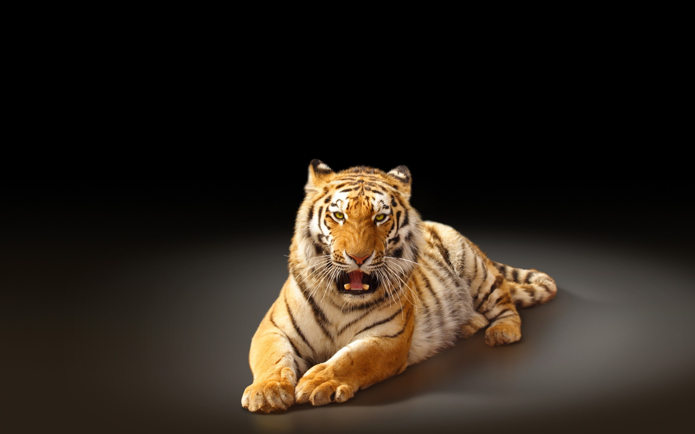 2K, reddish, poster, tiger, orange, striped, angry, HD Wallpaper