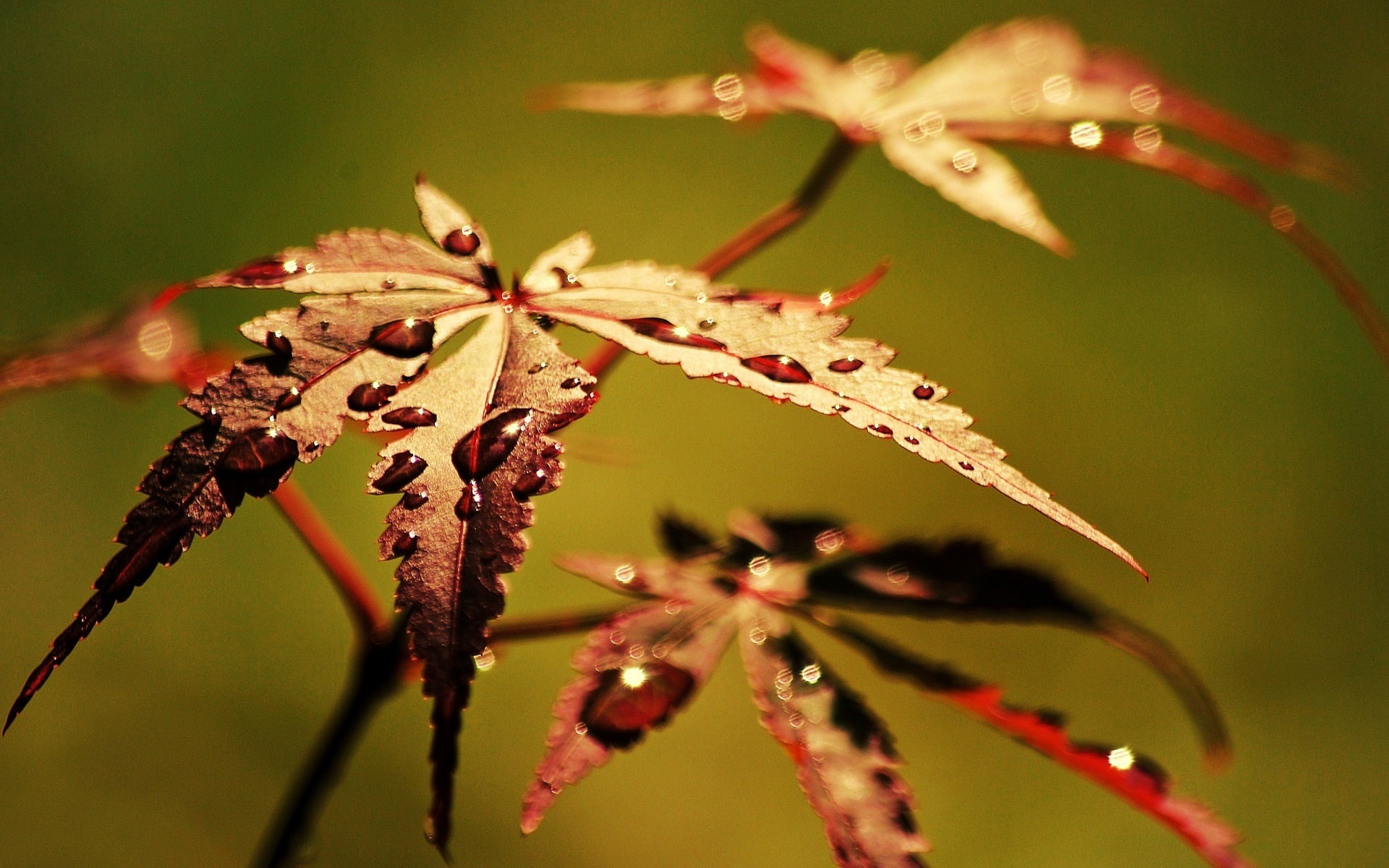Leaves, Background, brown, Dew, Blur, 1080P, Autumn, reddish, close, HD Wallpaper