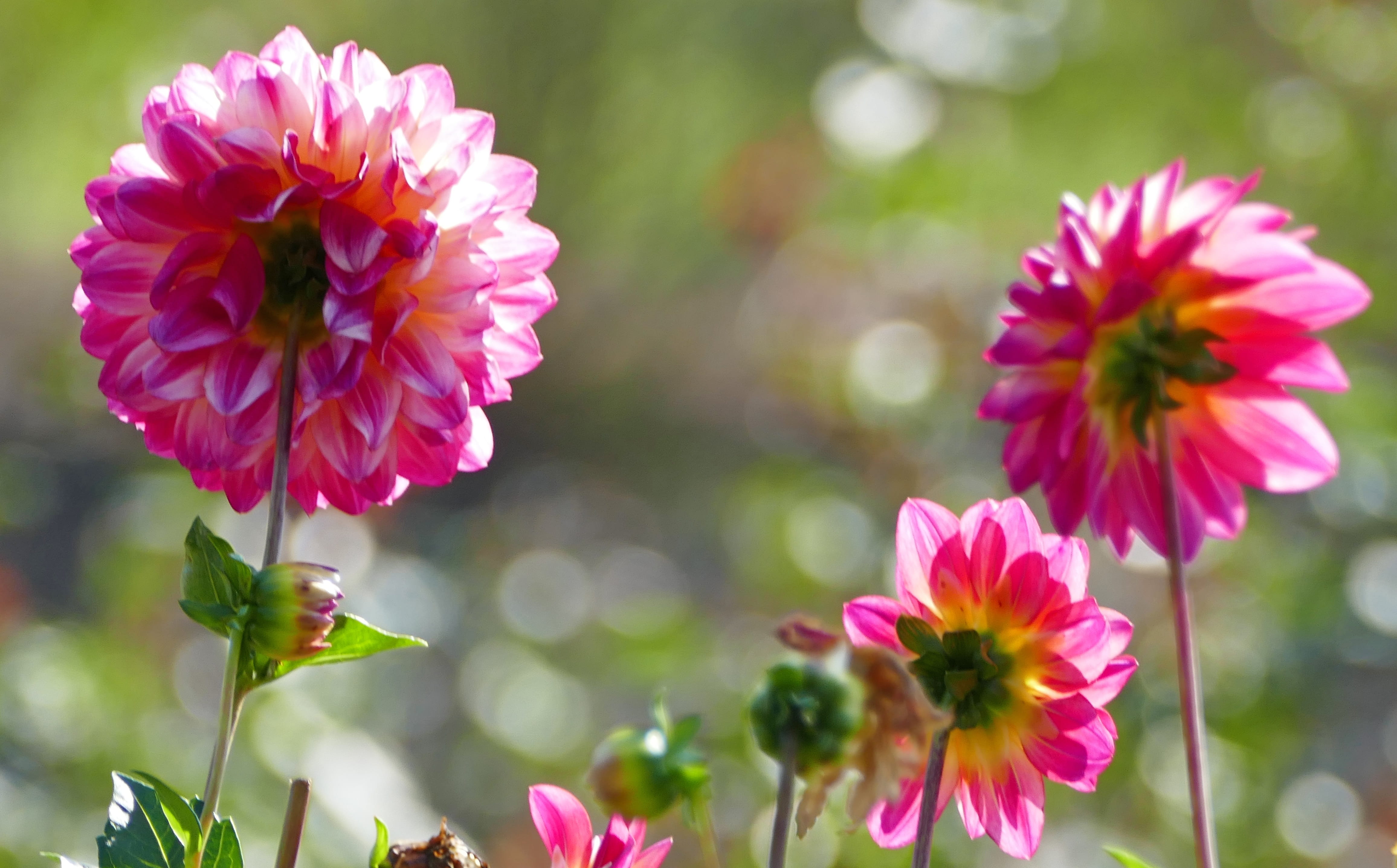 plant stem, flower head, flowering plant, 4K, beauty in nature, no people, focus on foreground, petal, freshness, outdoors, plant, dahlia, close-up, garden, HD Wallpaper