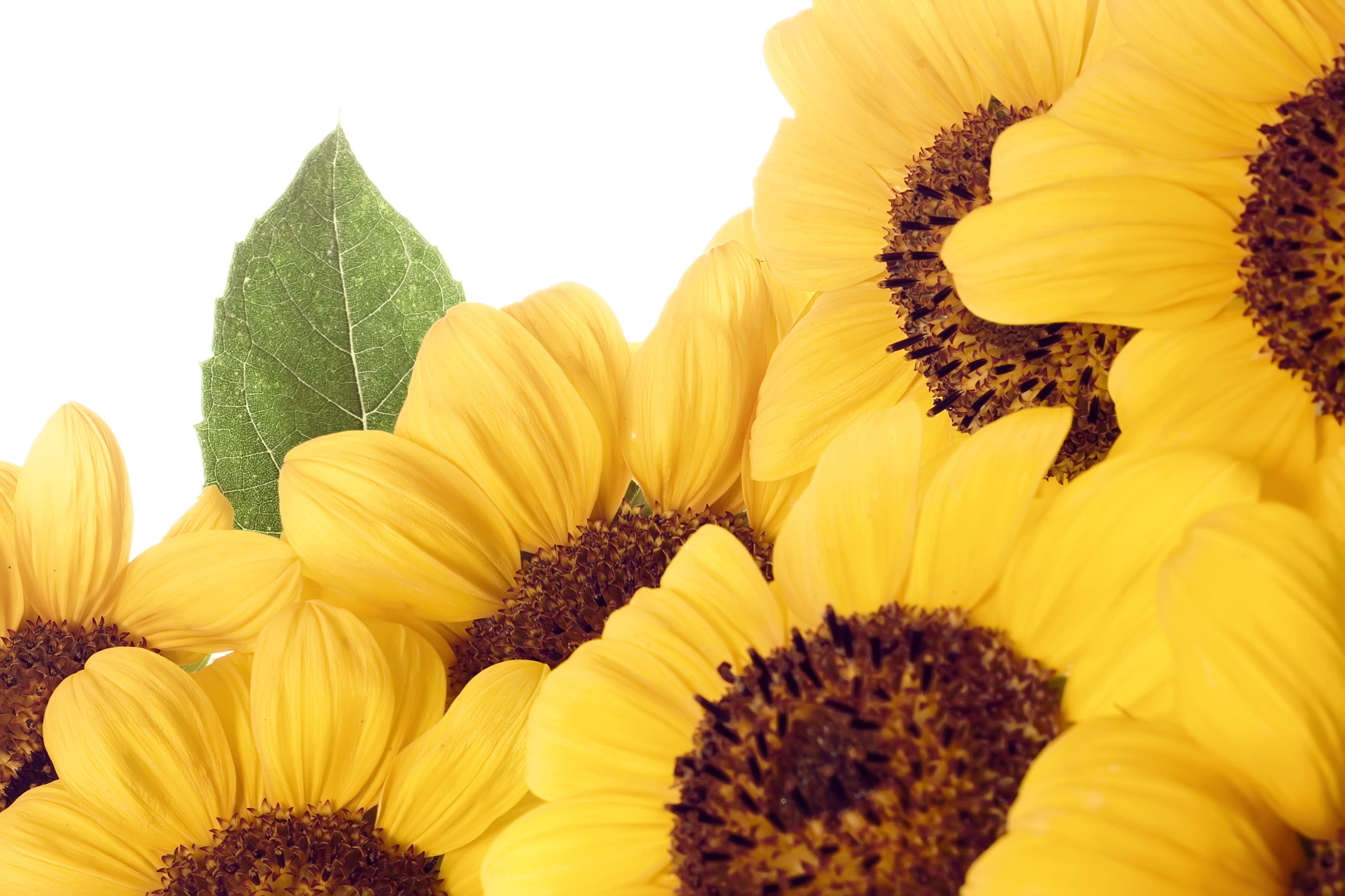 detail, nature, green color, petal, spring, freshness, fragility, extreme close-up, growth, flower head, inflorescence, flower, pollen, close-up, sunflower, HD Wallpaper
