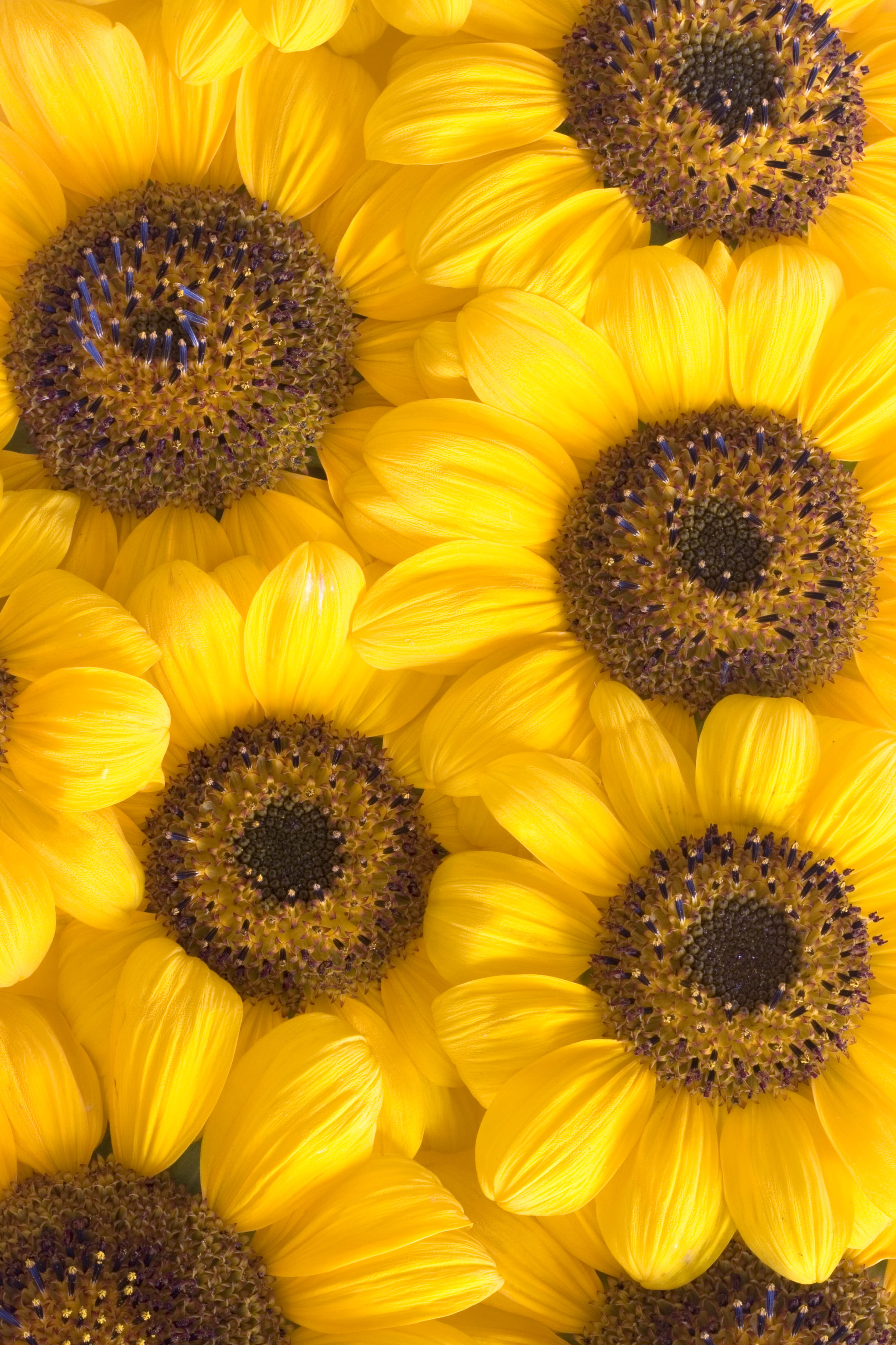 flowering plant, growth, inflorescence, flowers, pollen, plant, fragility, day, 4K, bloom, bright, no people, yellow, full frame, blossom, close-up, backgrounds, Phone HD Wallpaper