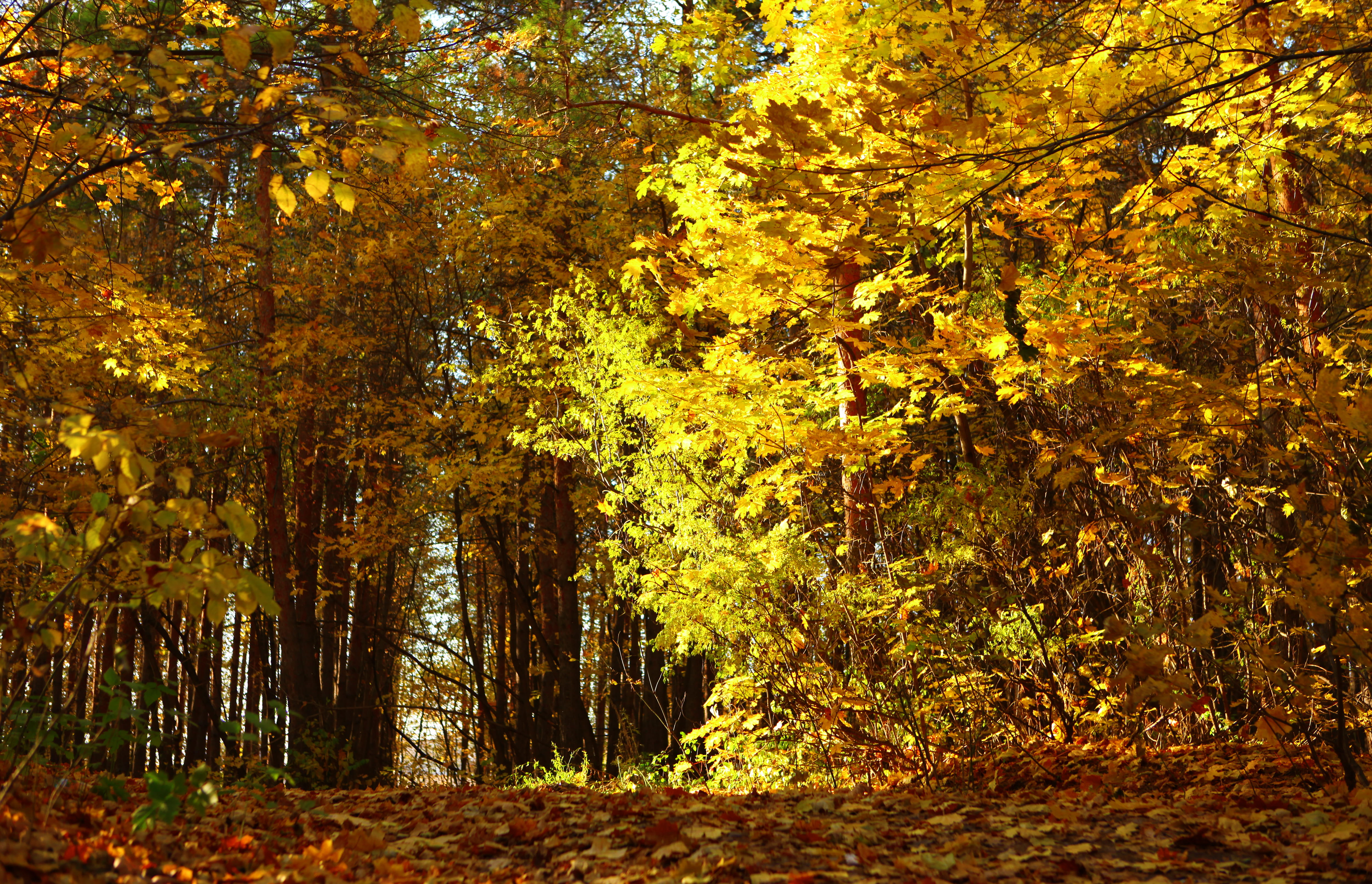 tranquil scene, plant, tree, sunlight, scenics - nature, growth, autumn, tranquility, nature, beauty in nature, leaf, countryside, leaves, yellow, fall, HD Wallpaper