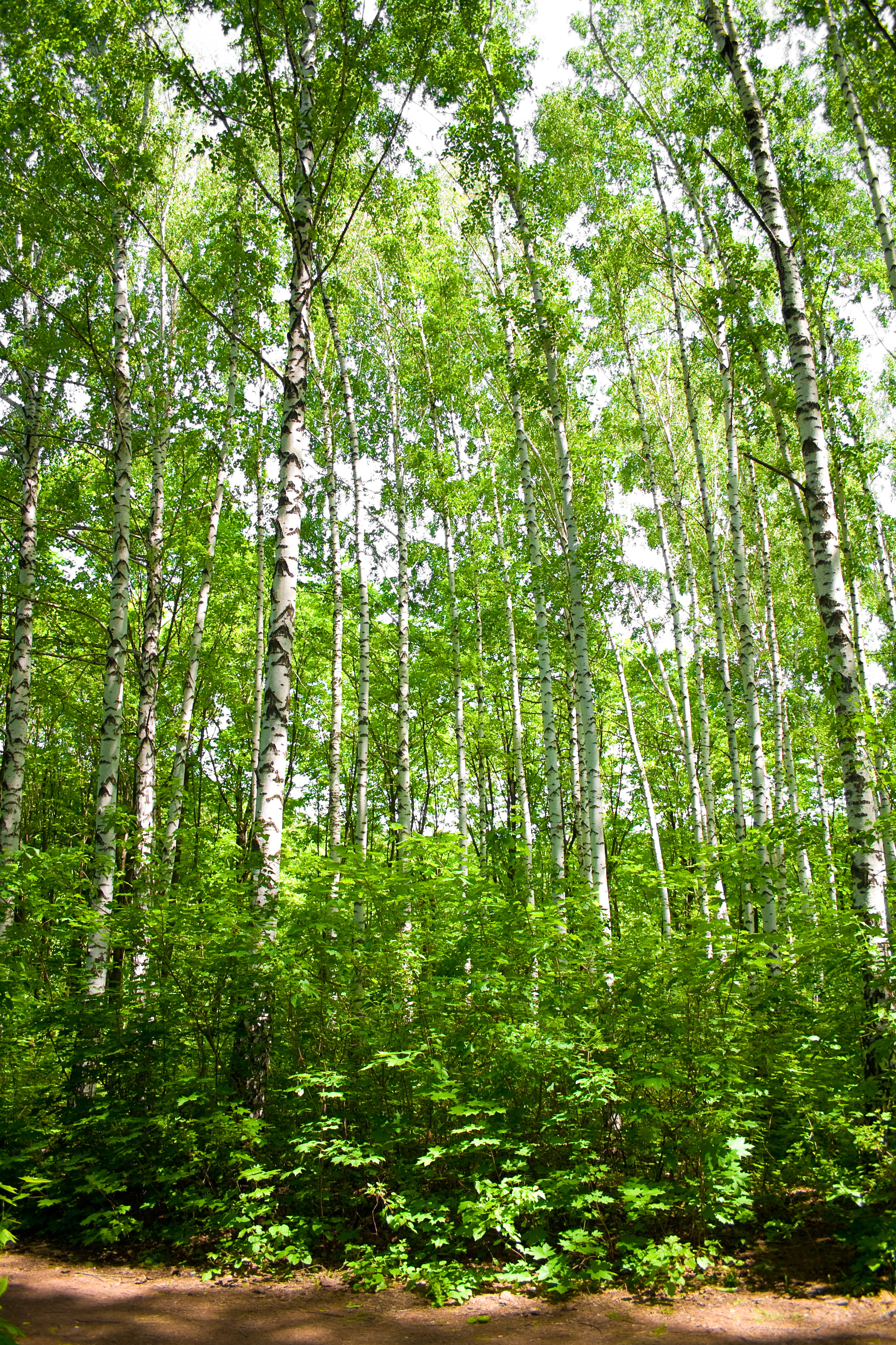 peace, woodland, environmental, photography, green color, forest, low angle view, scenics - nature, rainforest, tranquil scene, plant, land, bamboo - plant, Phone HD Wallpaper