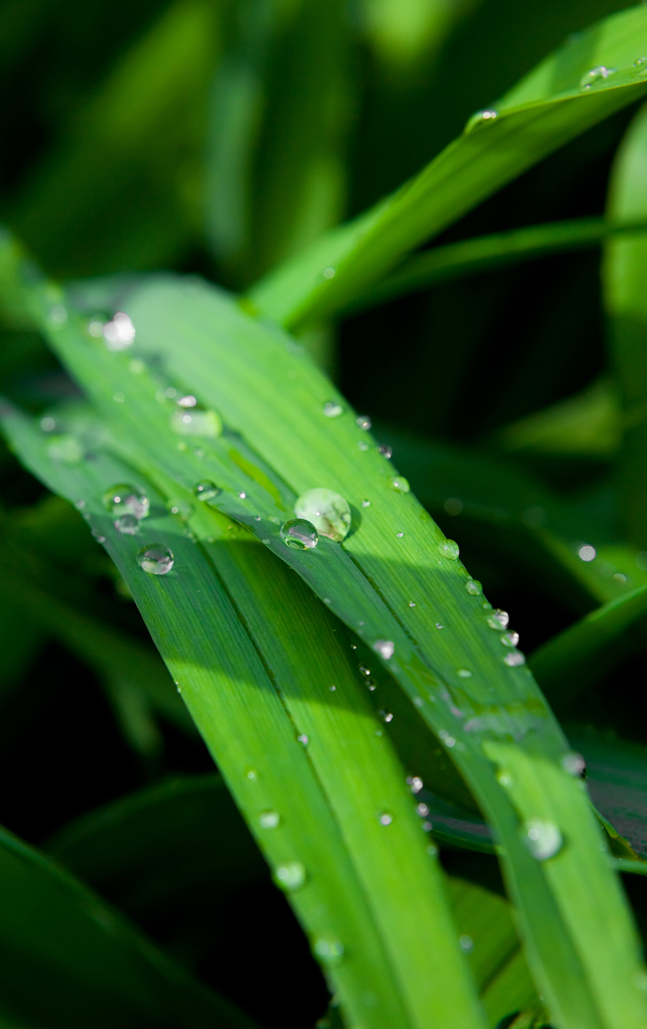 garden, nature, dew, raindrop, close-up, fresh, beauty in nature, plant, day, field, spring, background, summer, sunshine, no people, water, 2K, green, Phone HD Wallpaper