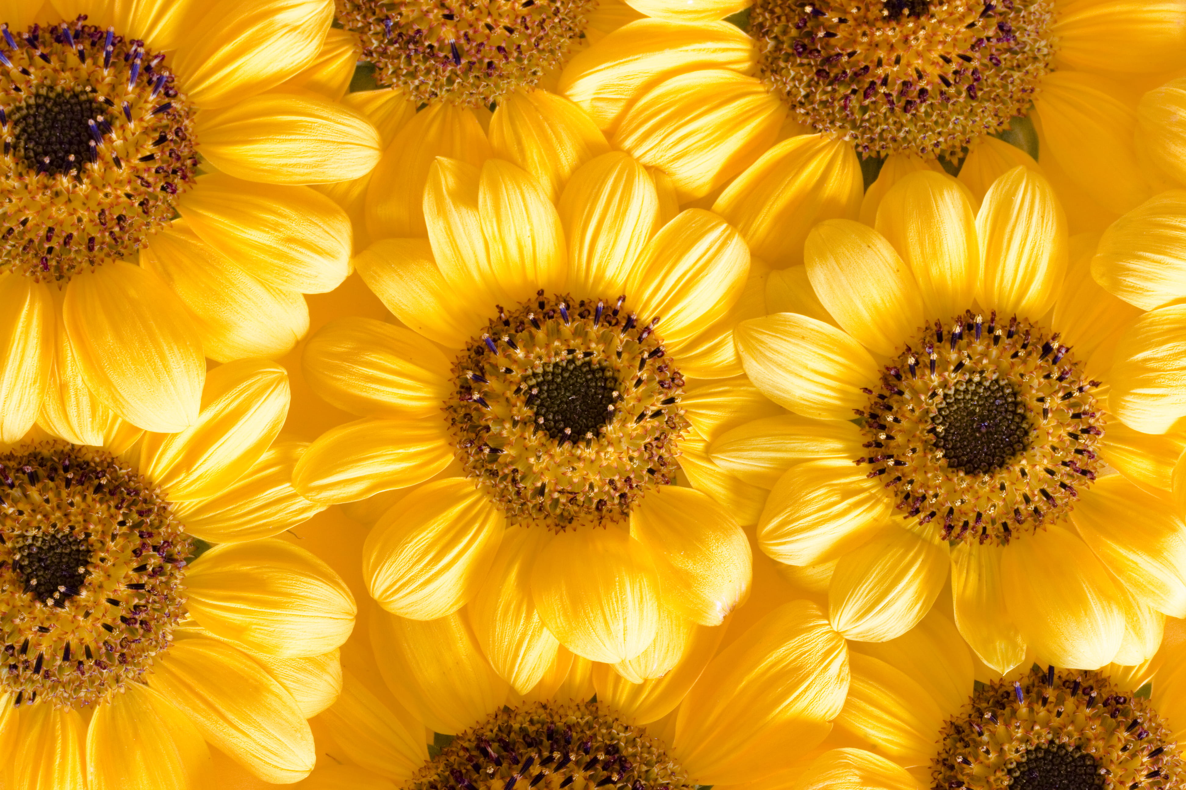 full frame, vulnerability, pollen, close-up, beauty in nature, 4K, plant, flowering plant, con2011, no people, flower, inflorescence, seed, sunflower, HD Wallpaper
