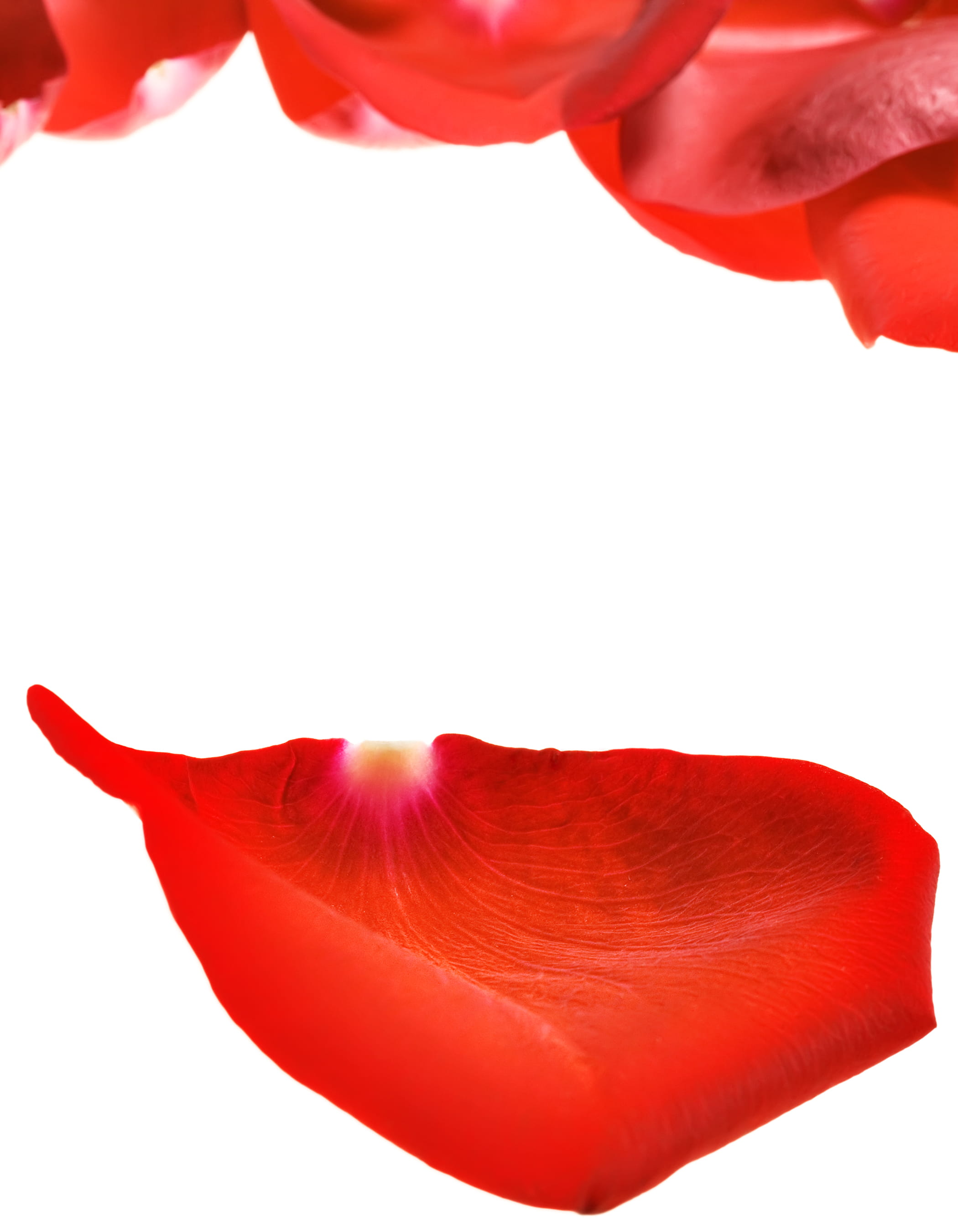rose, freshness, romantic, pedal, abstract, plant, isolated, photo, nature, flower, white background, copy space, cut out, digital composite, beauty in nature, Phone HD Wallpaper