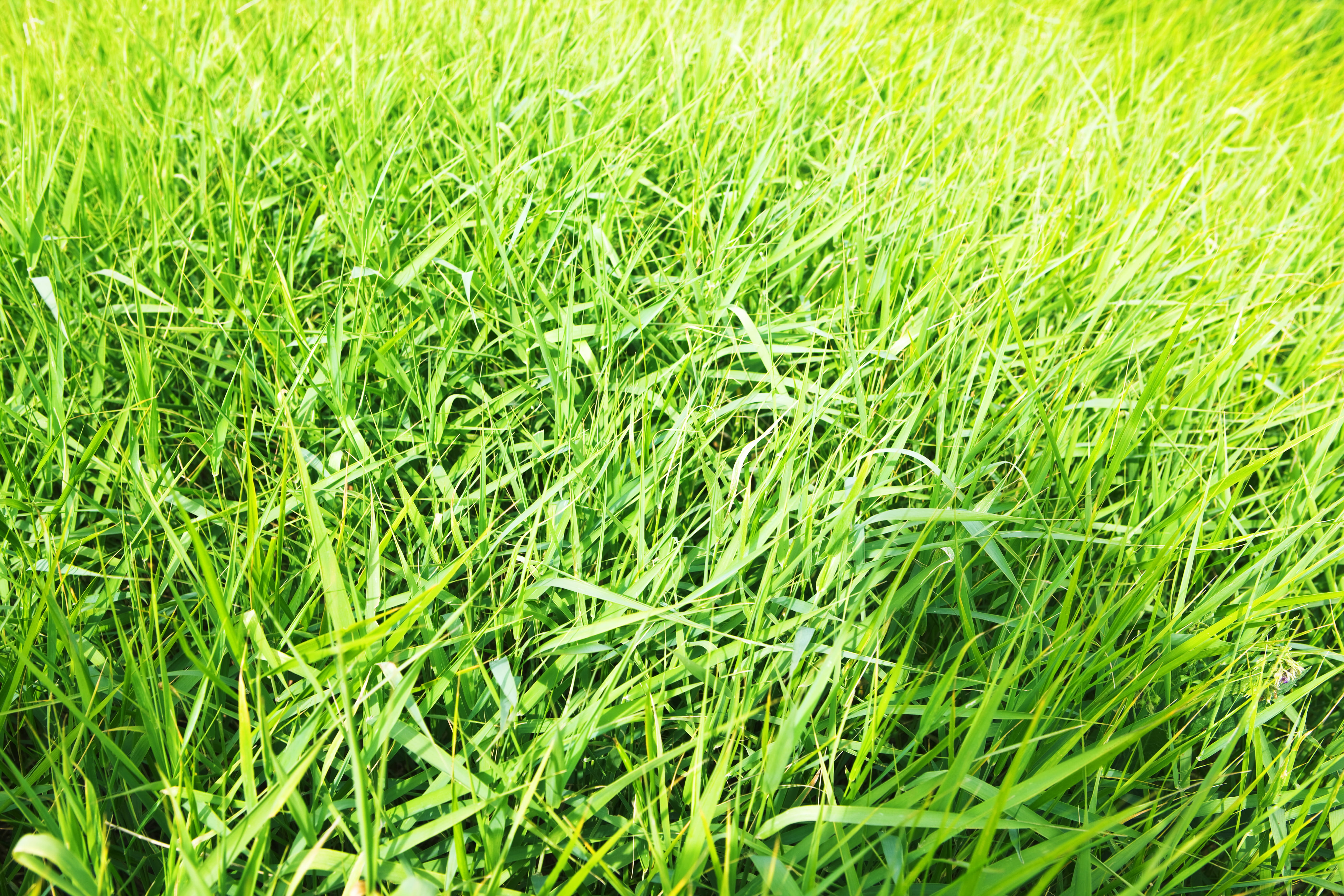 summer, sunshine, beauty in nature, full frame, freshness, con2011, plant, outdoors, background, blade of grass, close-up, herb, high angle view, tranquility, HD Wallpaper