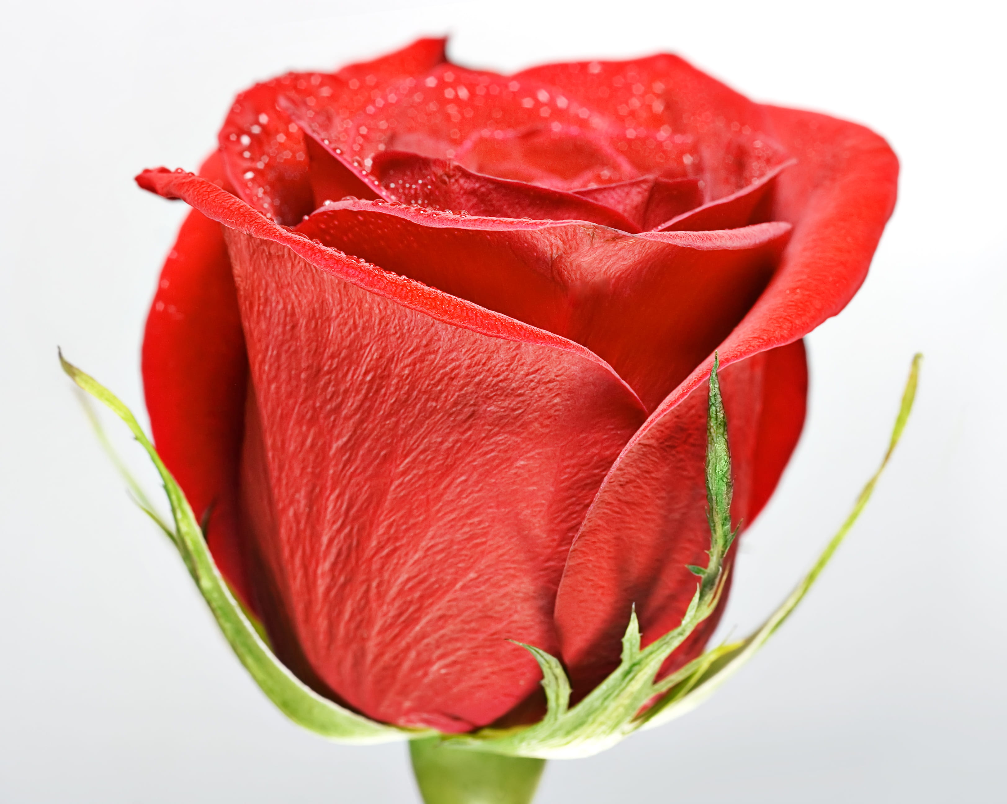 beauty in nature, leaf, no people, flower head, red, studio shot, white background, inflorescence, flowering plant, rose, close-up, rose - flower, con2011, HD Wallpaper
