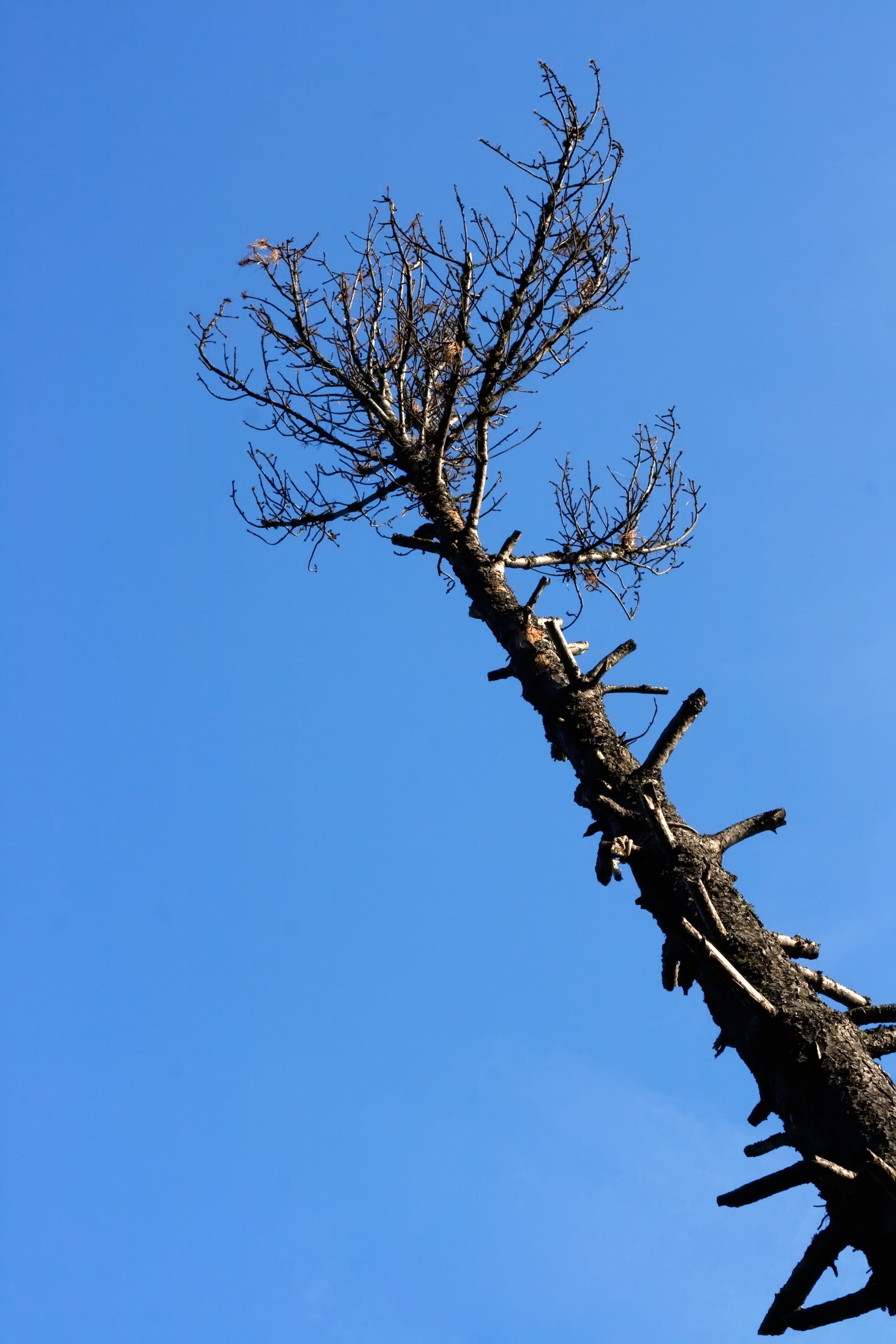 low angle view, tree trunk, con2011, tree, clear sky, beauty in nature, sky, no people, plant, day, copy space, tranquility, scenics - nature, picture, Phone HD Wallpaper
