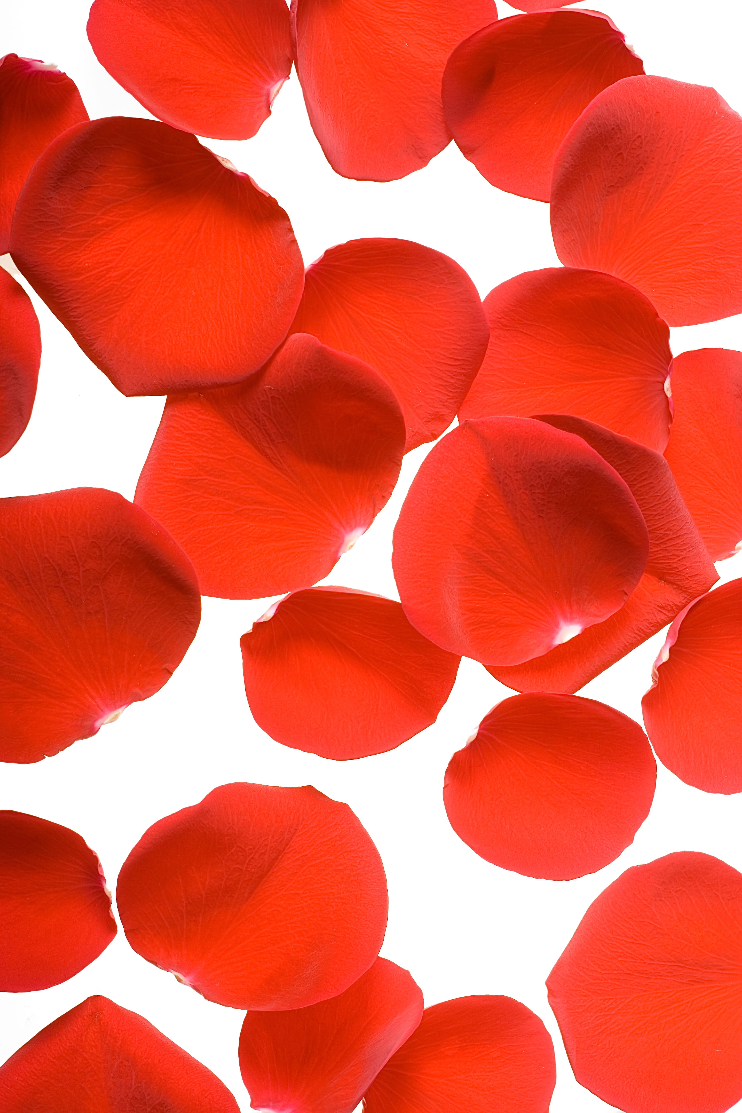 gift, in a row, pattern, isolated, full frame, white background, petals, red, valentine, softness, no people, studio shot, scattered, romantic, still life, Phone HD Wallpaper