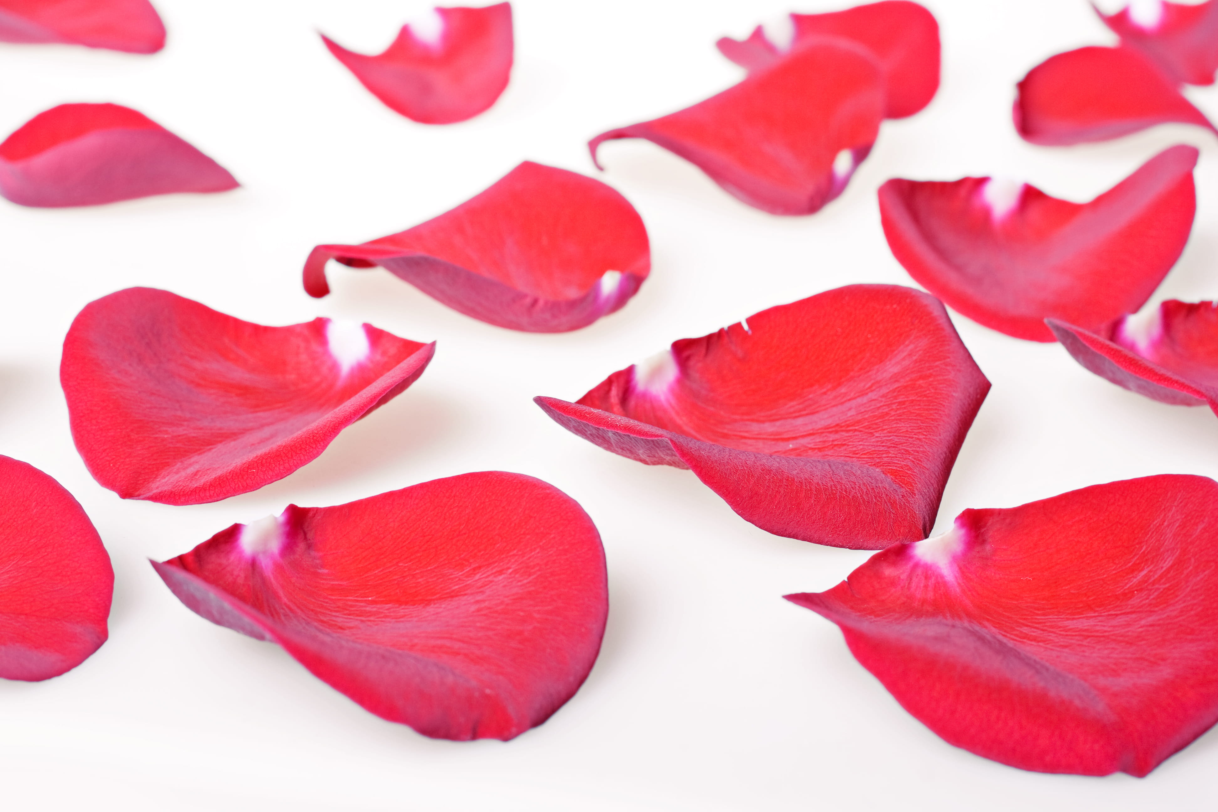 cut out, studio shot, white background, rose petals, rose - flower, no people, vulnerability, nature, flower head, flowering plant, close-up, freshness, HD Wallpaper