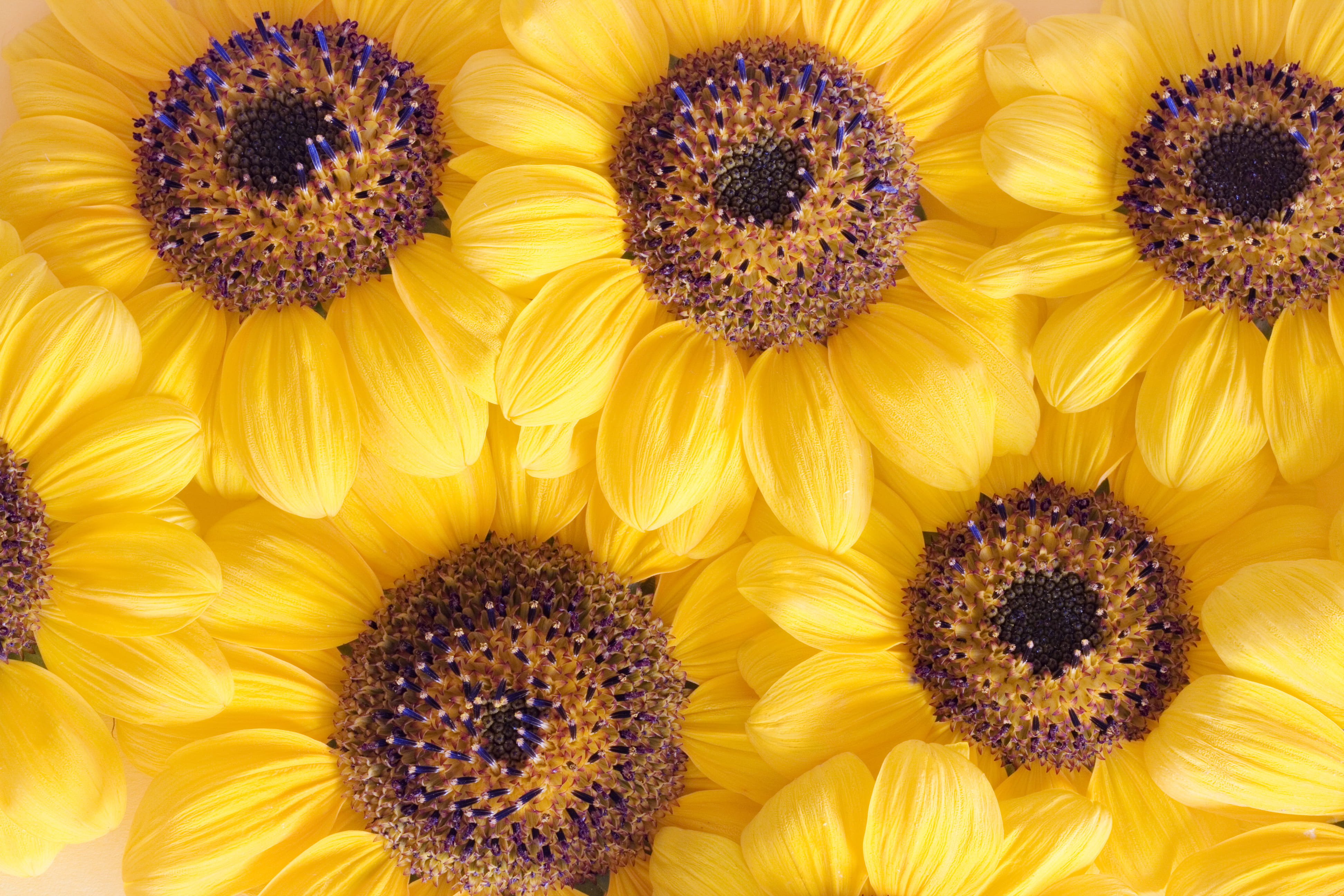 growth, flower, backgrounds, fragility, flowering plant, yellow, petal, nature, con2011, flower head, full frame, beauty in nature, extreme close-up, vulnerability, HD Wallpaper