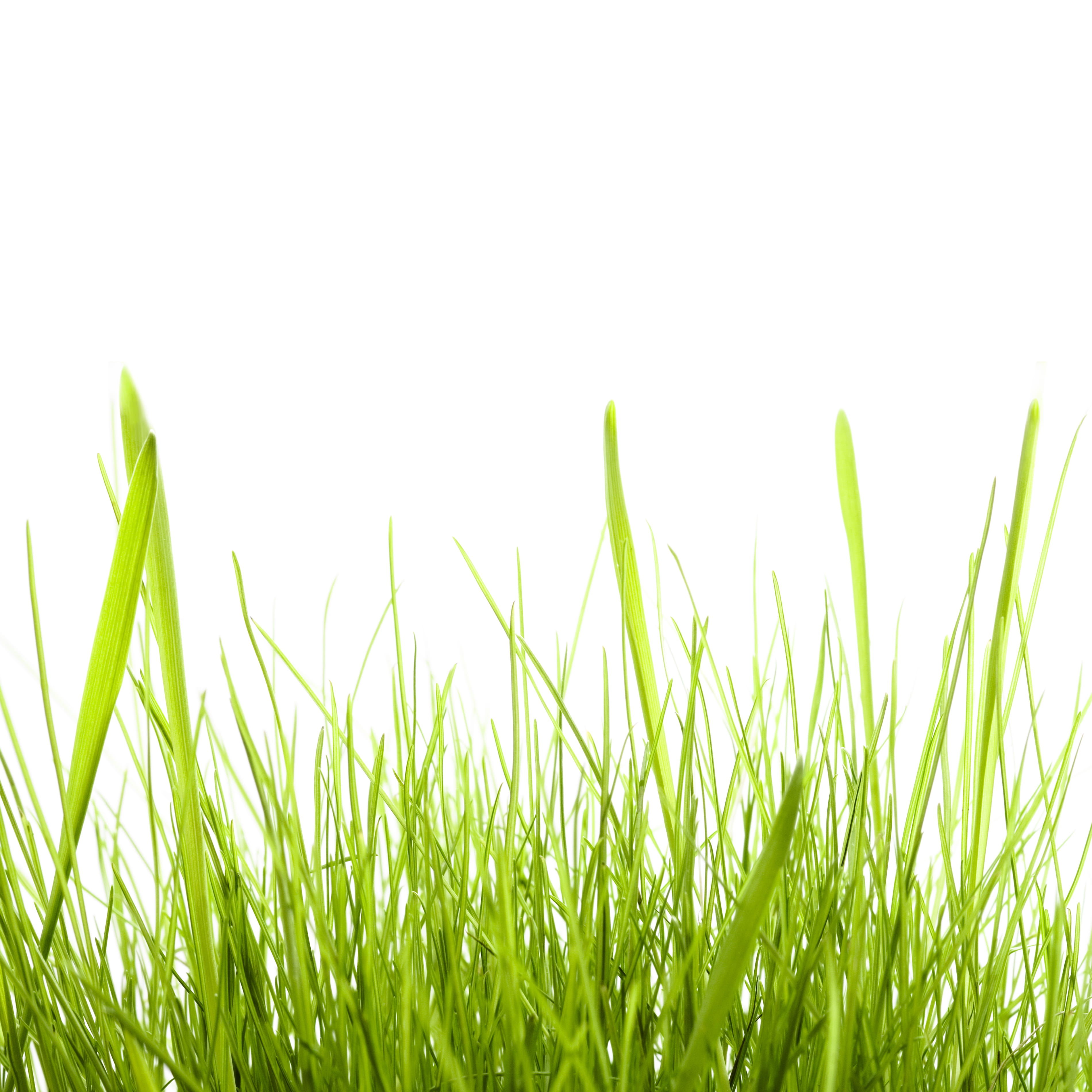 nature, agriculture, background, green, green color, plain, freshness, environment, isolated, backgrounds, meadow, plant, bright, close-up, sky, herb, summer, Phone HD Wallpaper