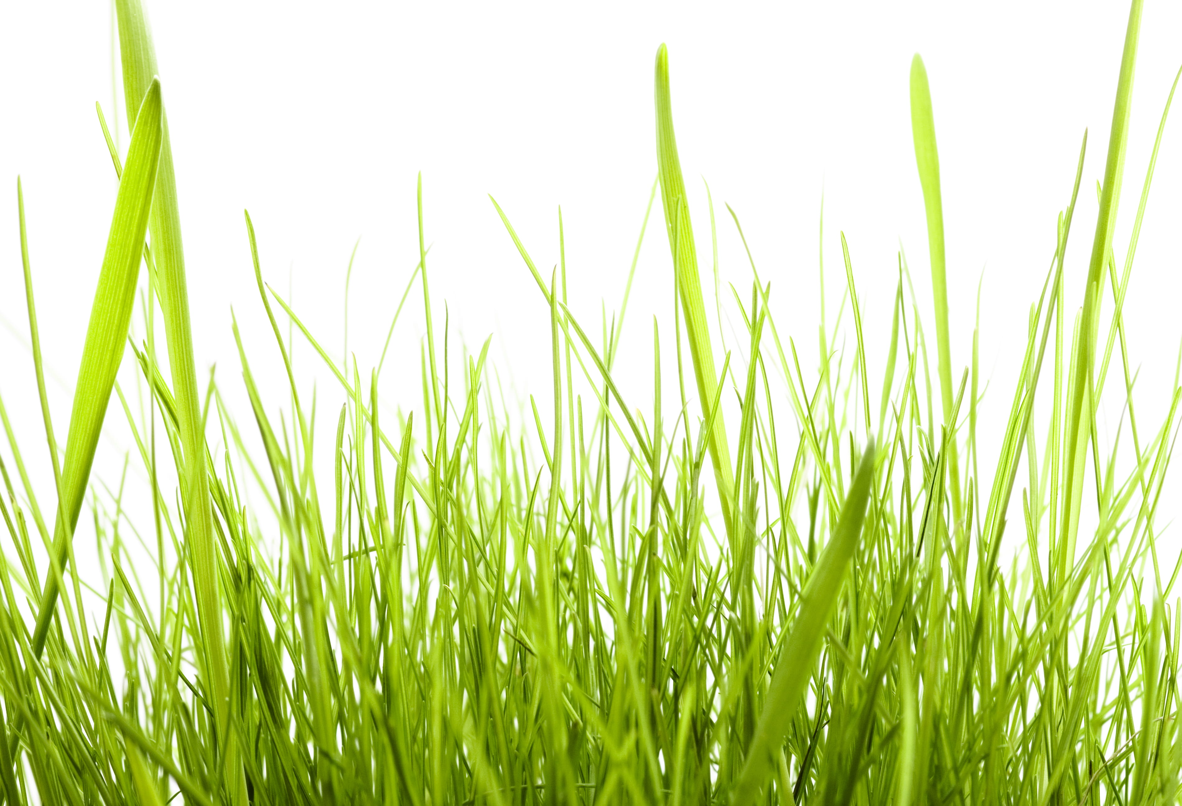 blade of grass, plain, environment, close-up, backgrounds, agriculture, no people, springtime, meadow, garden, bright, freshness, isolated, 2K, plant, HD Wallpaper