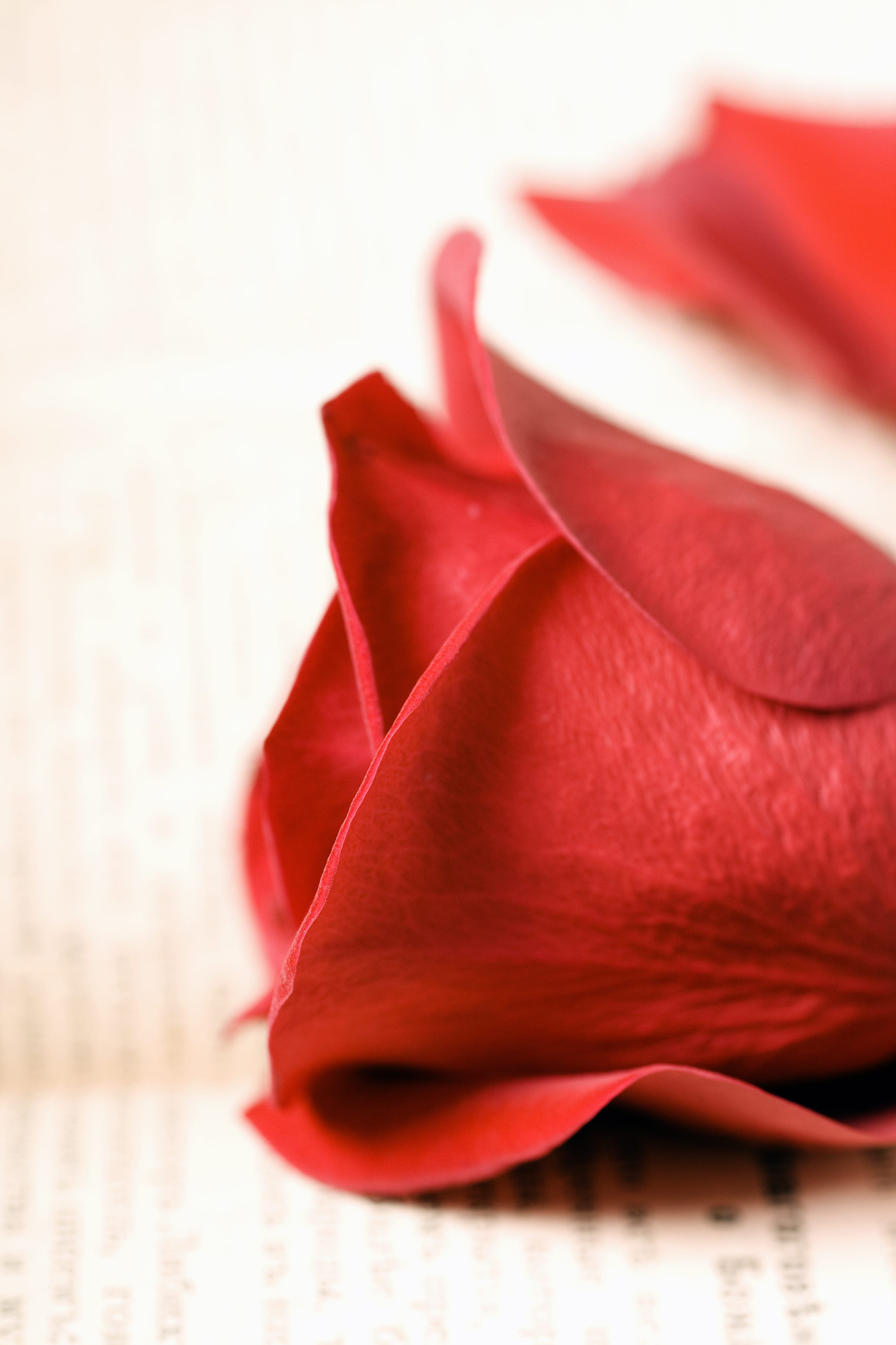 con2011, freshness, plant, studio shot, beauty in nature, no people, indoors, close-up, rose - flower, romantic, 4K, fragility, flower, valentine, rose, Phone HD Wallpaper