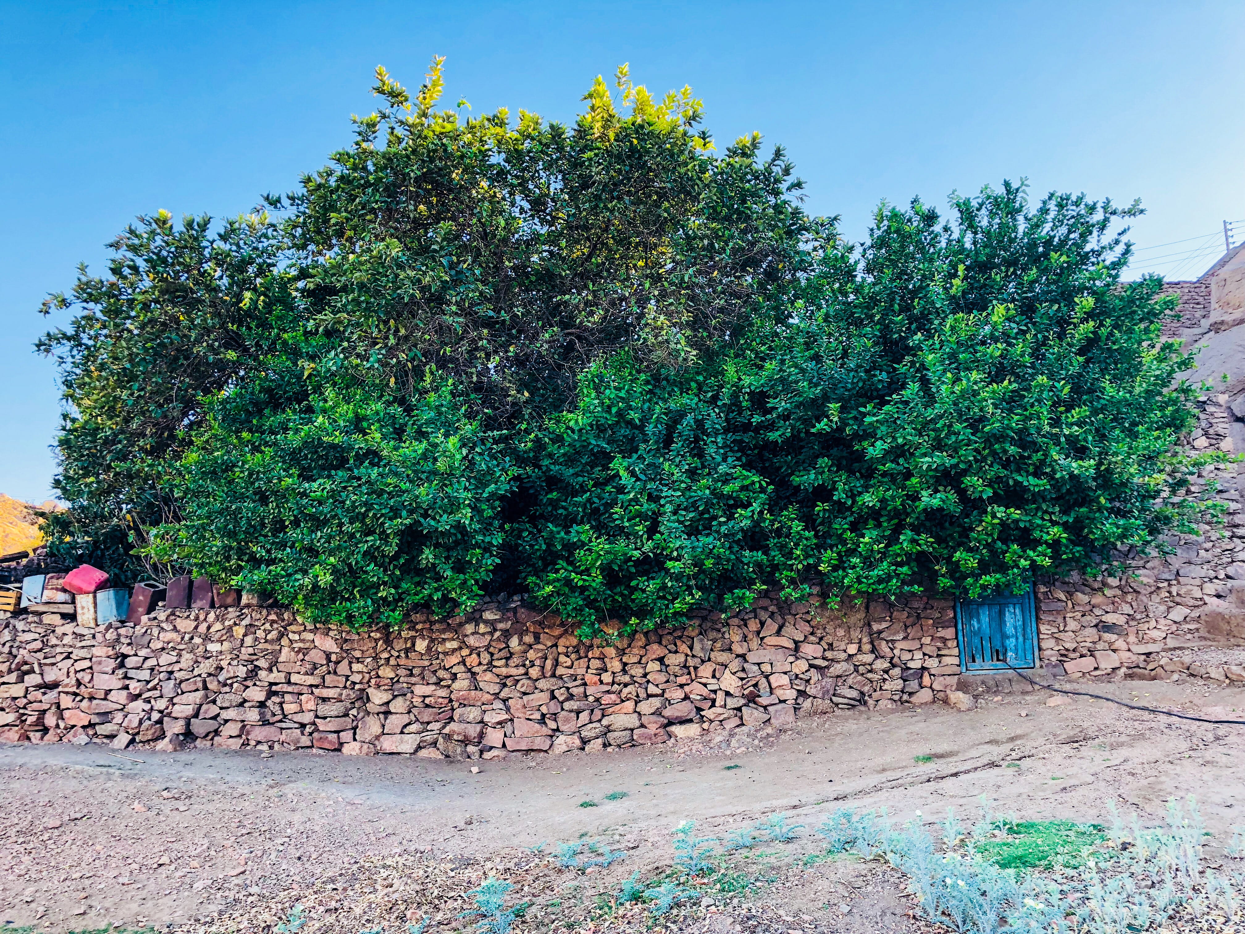 nature, 4K, stone wall, wall - building feature, beauty in nature, land, solid, footpath, outdoors, tree, aswan, plant, tranquility, built structure, green color, HD Wallpaper