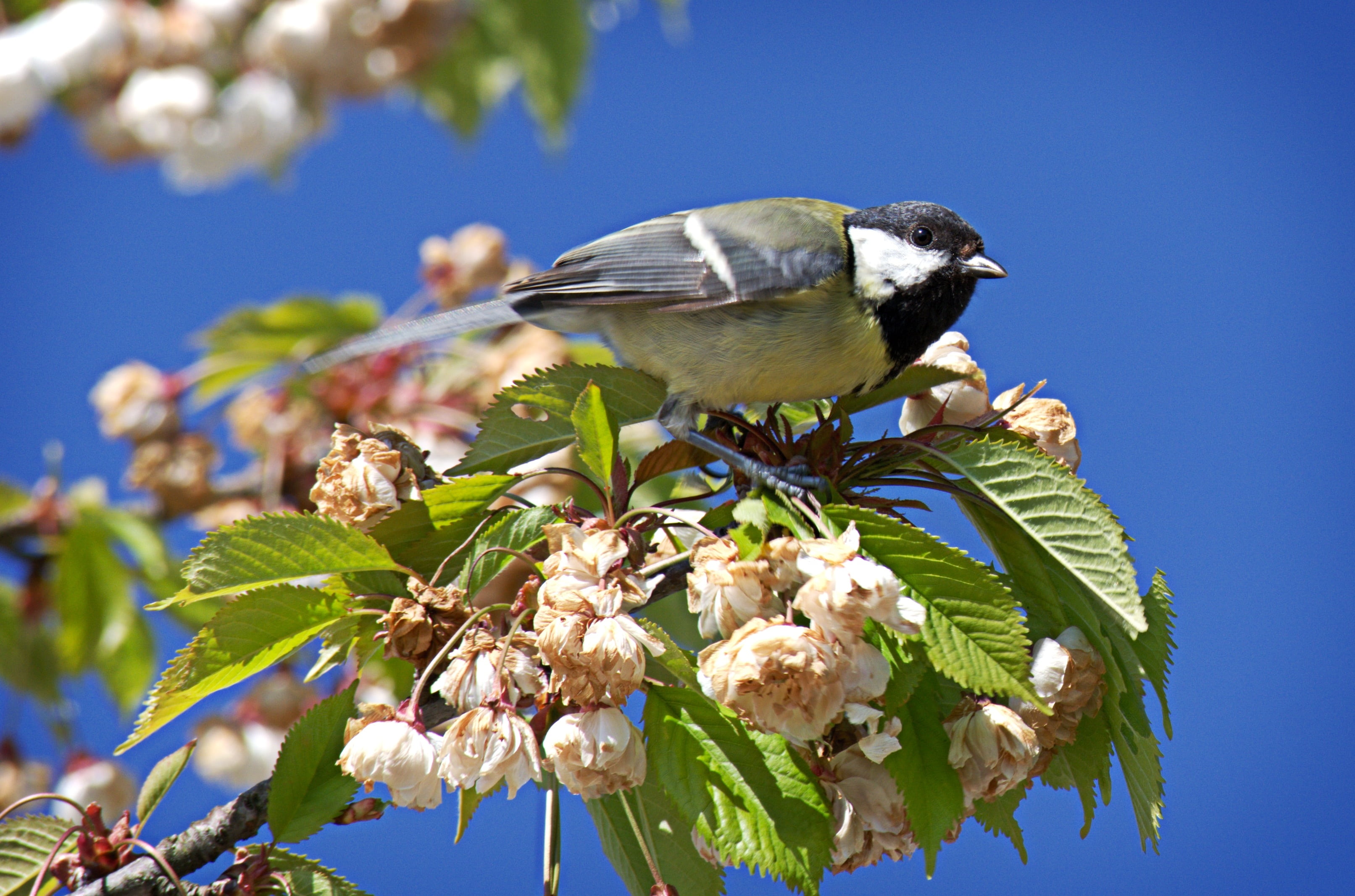 perching, flowering plant, animal themes, bird, blue, outdoors, animals in the wild, garden, 2K, sky, one animal, plant, animal, no people, vertebrate, HD Wallpaper