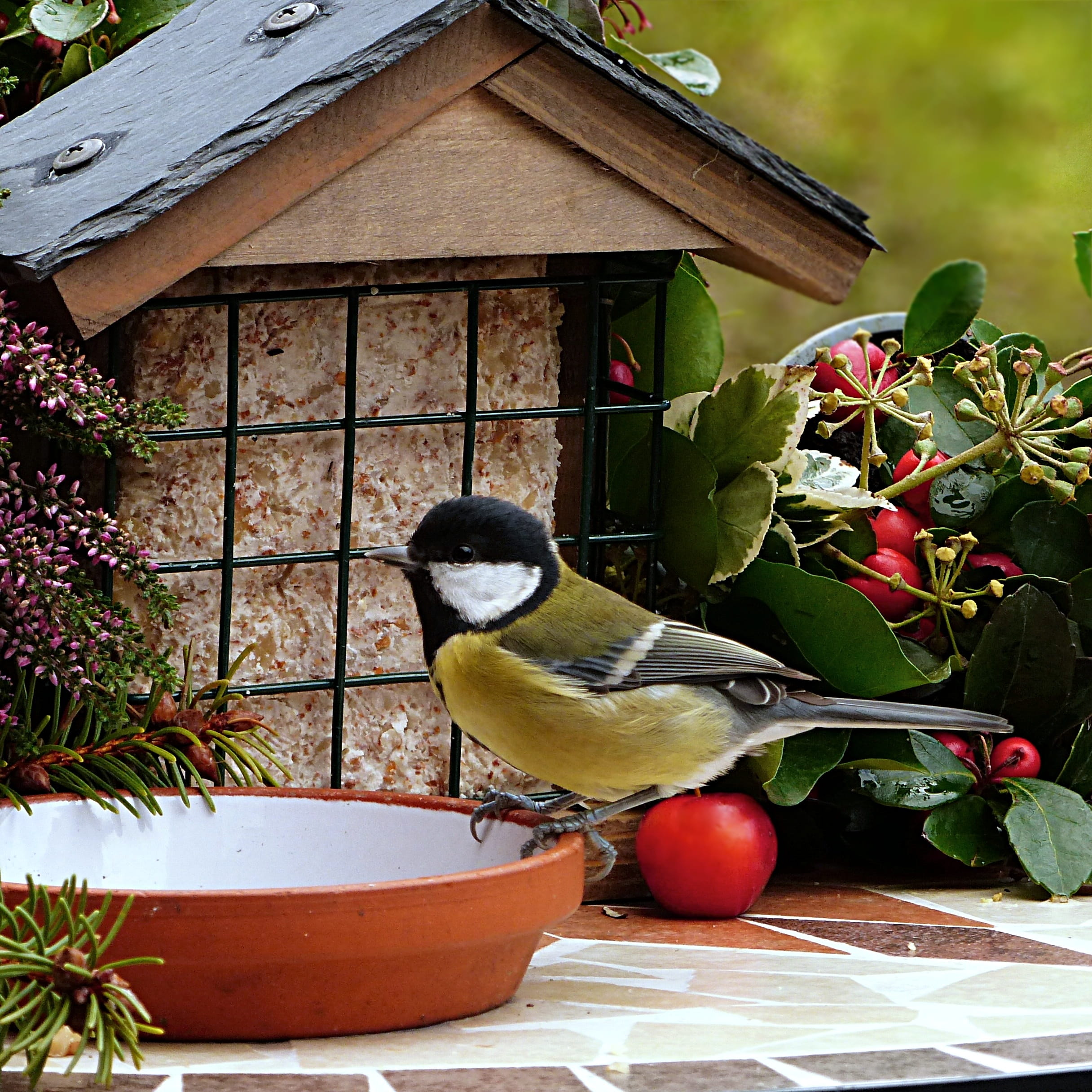 bird seed, animal wildlife, leaf, animals in the wild, flower pot, 1080P, bird, garden, great tit, built structure, winter, architecture, parus major, Phone HD Wallpaper