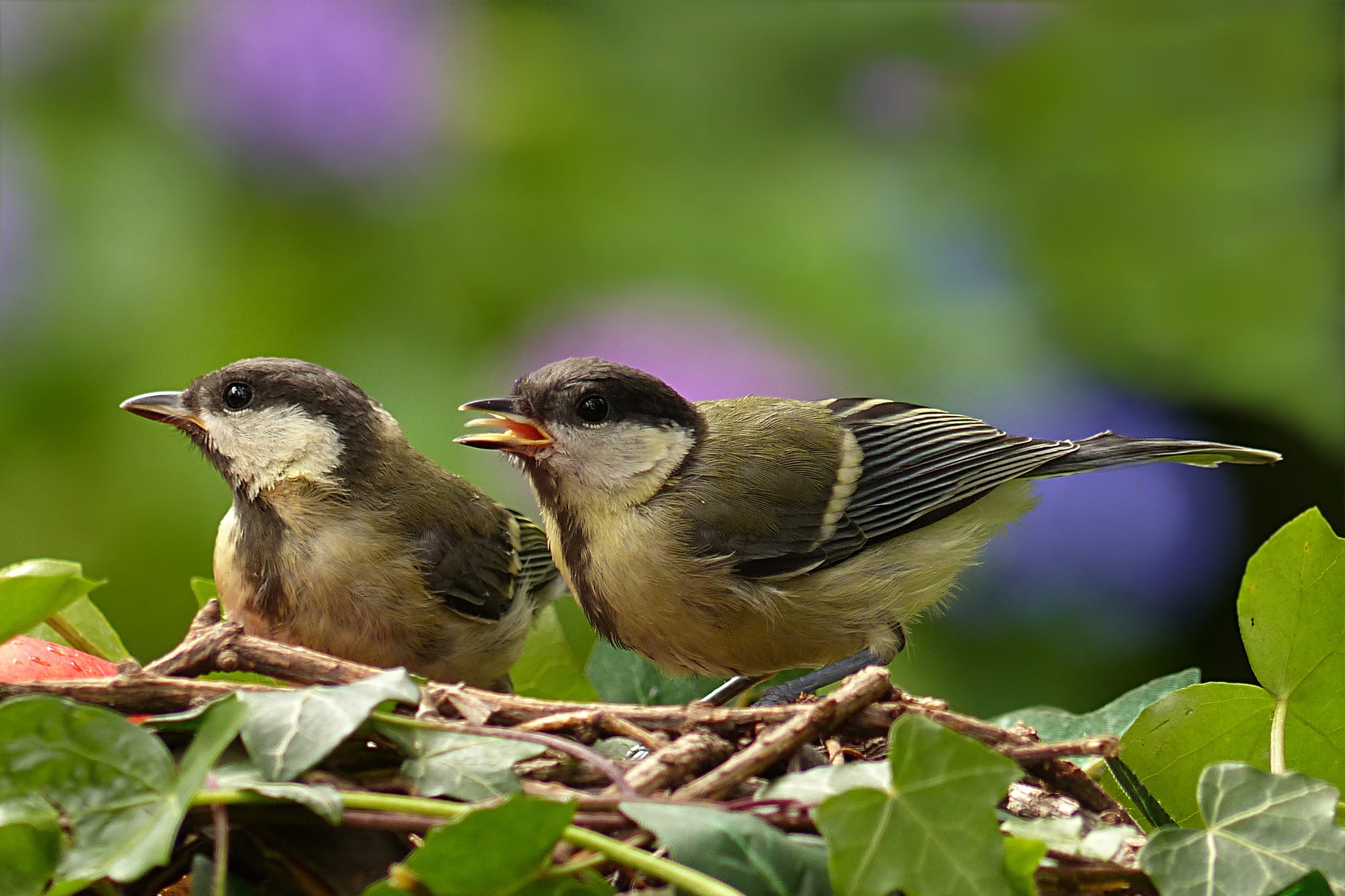 bird, young bird, beak, animals in the wild, outdoors, animal family, small, young, garden, plant part, animal, 2K, tit, hunger, selective, parus major, HD Wallpaper