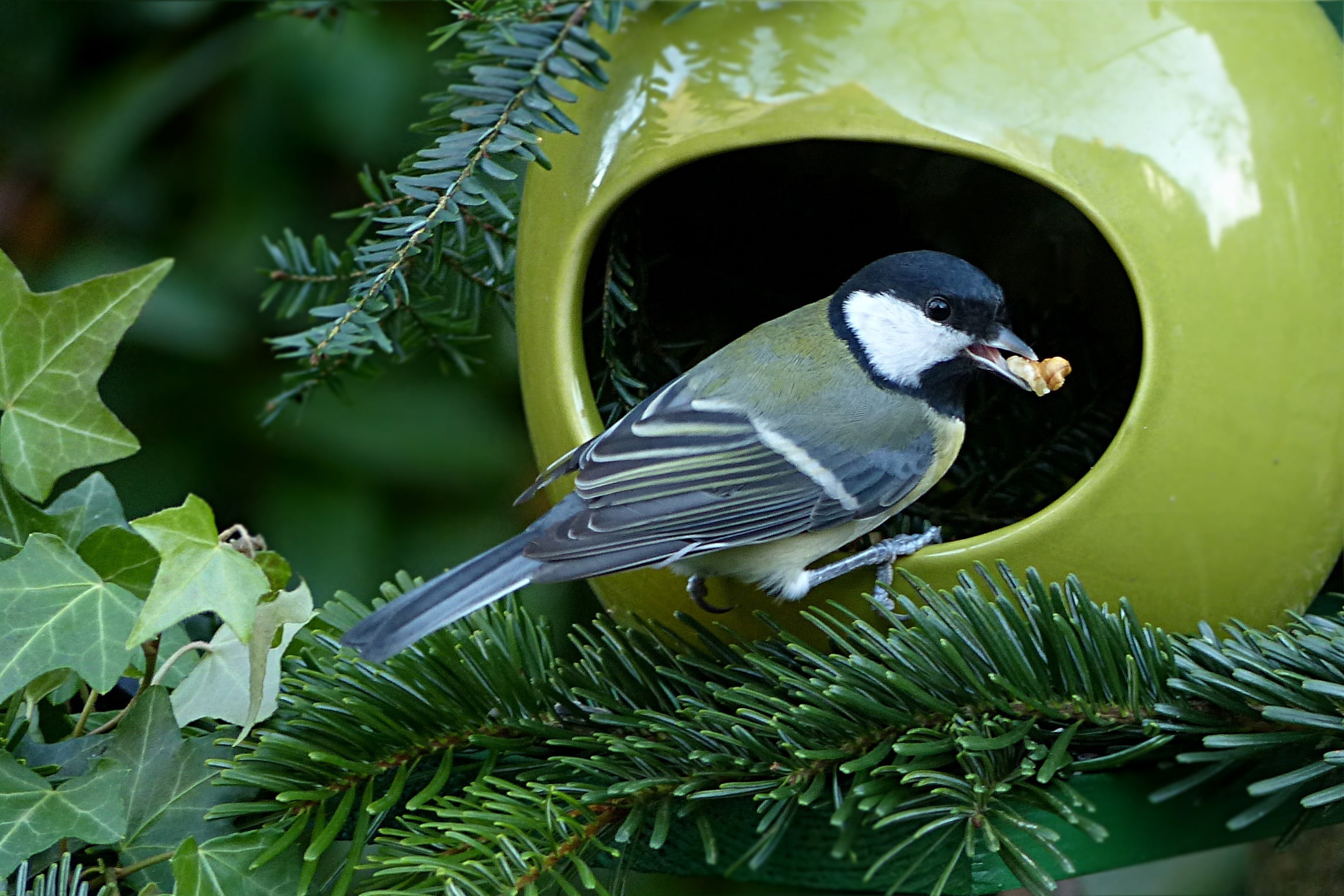 garden, branch, animal wildlife, perching, plant, plant part, small bird, day, focus on foreground, bird, animal, animal themes, parus major, tit, foraging, HD Wallpaper