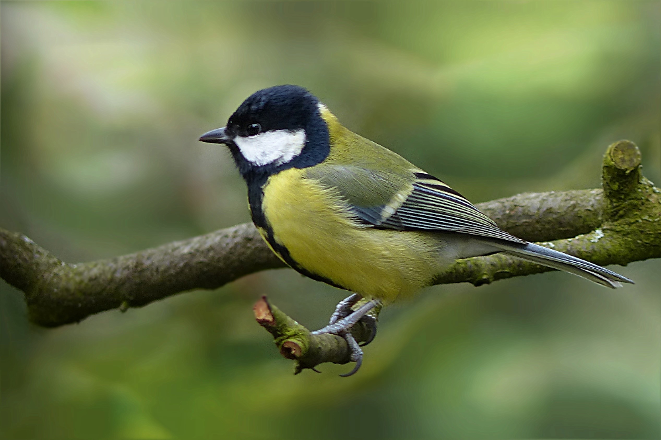 foraging, blue, day, animals in the wild, branch, no people, 1080P, outdoors, beauty in nature, plant, close-up, focus on foreground, perching, tree, one animal, HD Wallpaper
