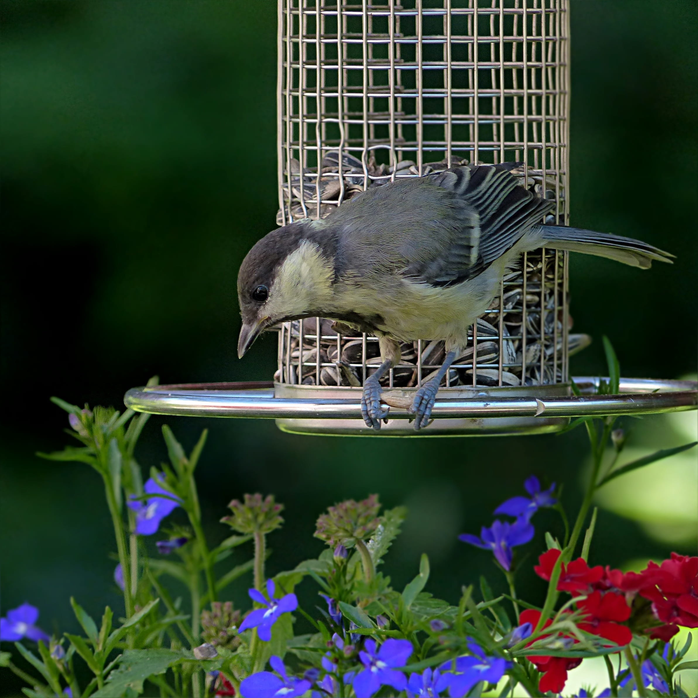 outdoors, garden, vertebrate, bird feeder, flower, day, flowering plant, foraging, nature, Tit, beauty in nature, young, close-up, 1080P, animal wildlife, Phone HD Wallpaper