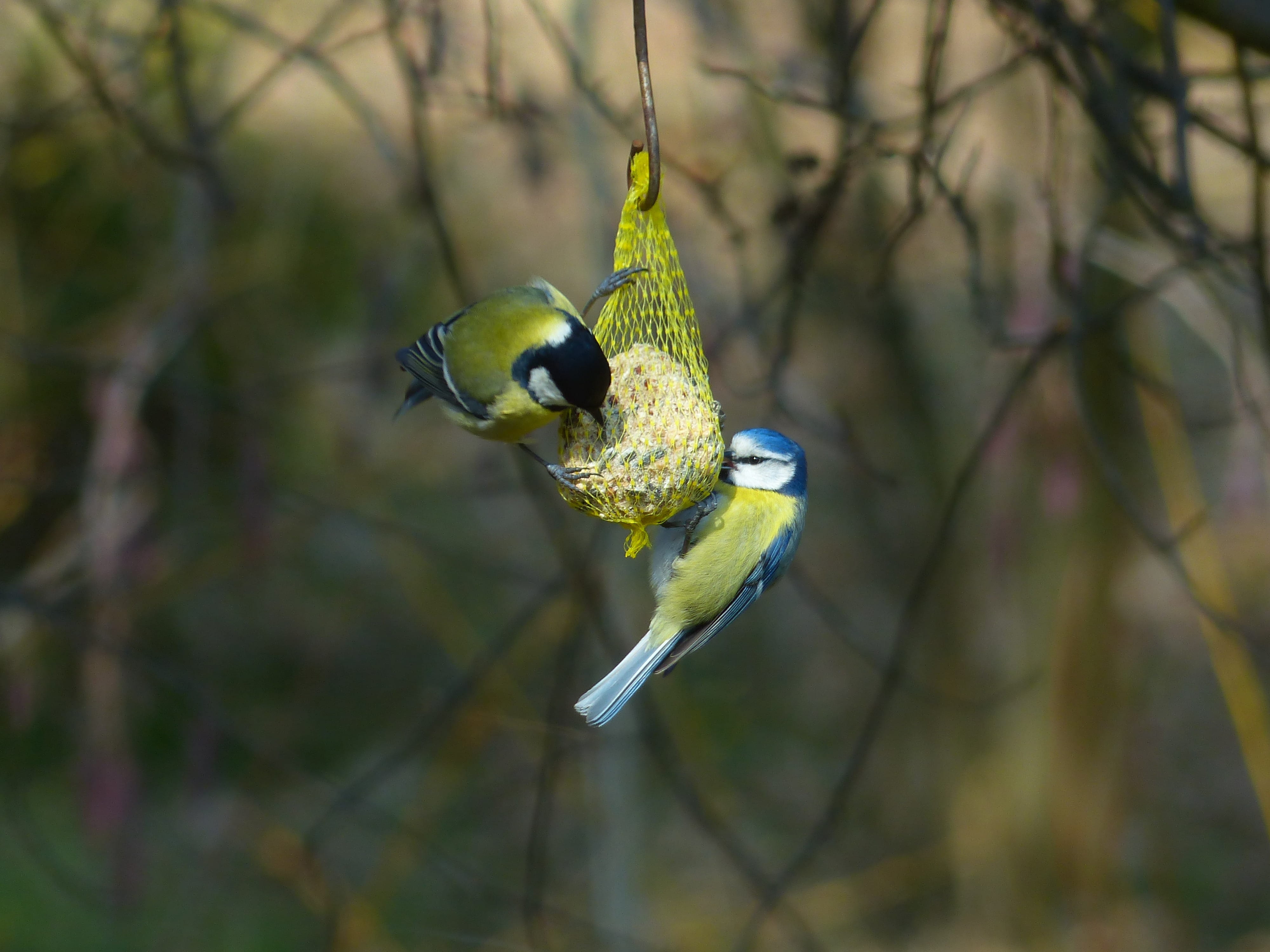 songbird, peck, parus major, hanging, animals in the wild, feed, one animal, food, outdoors, focus on foreground, network, hang, sparrow bird, bird feeder, HD Wallpaper