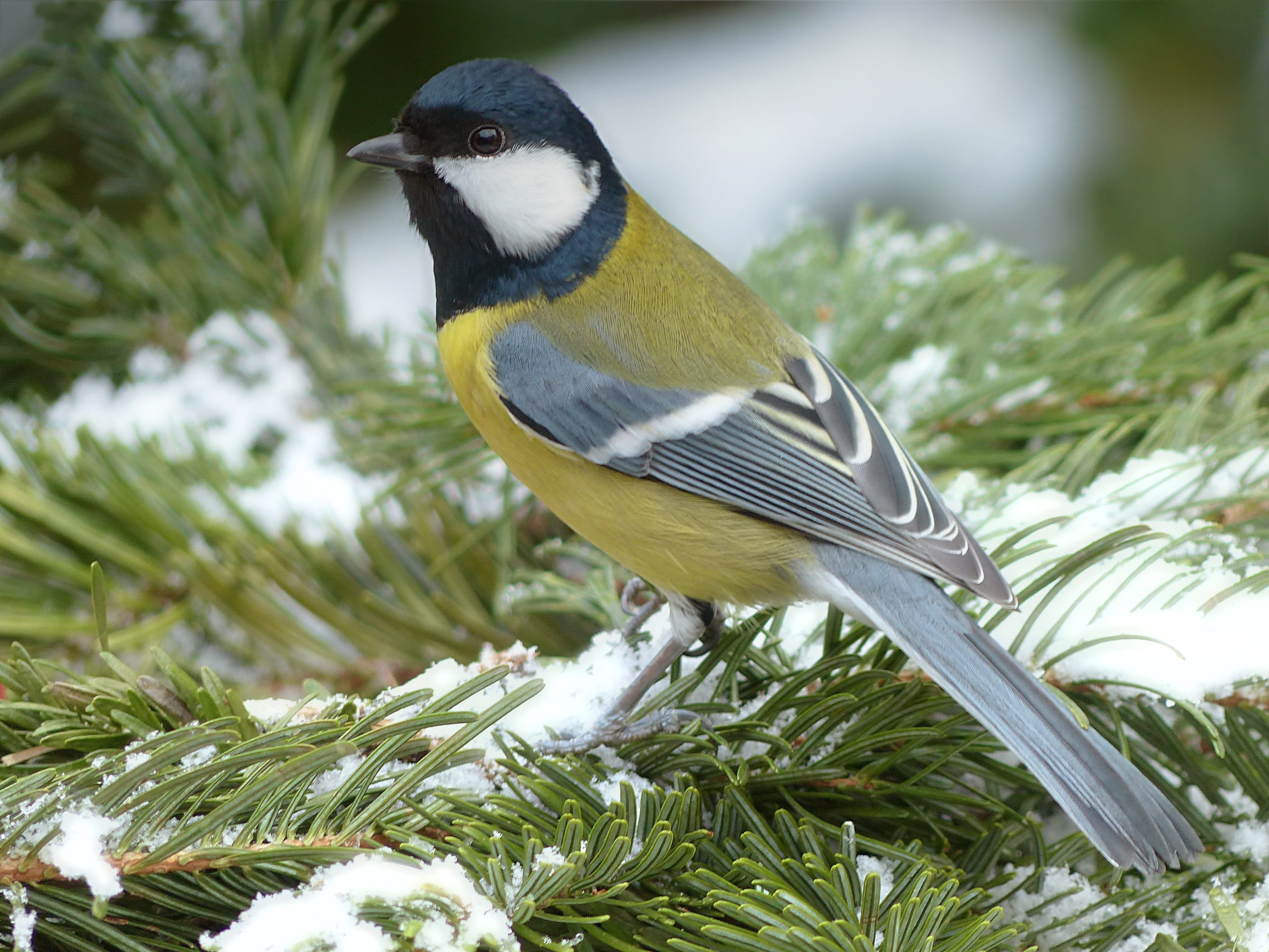 animal wildlife, animal themes, 2K, tit, yellow, gray, green, top, animals in the wild, black, beauty in nature, winter, nature, animal, garden, close, HD Wallpaper