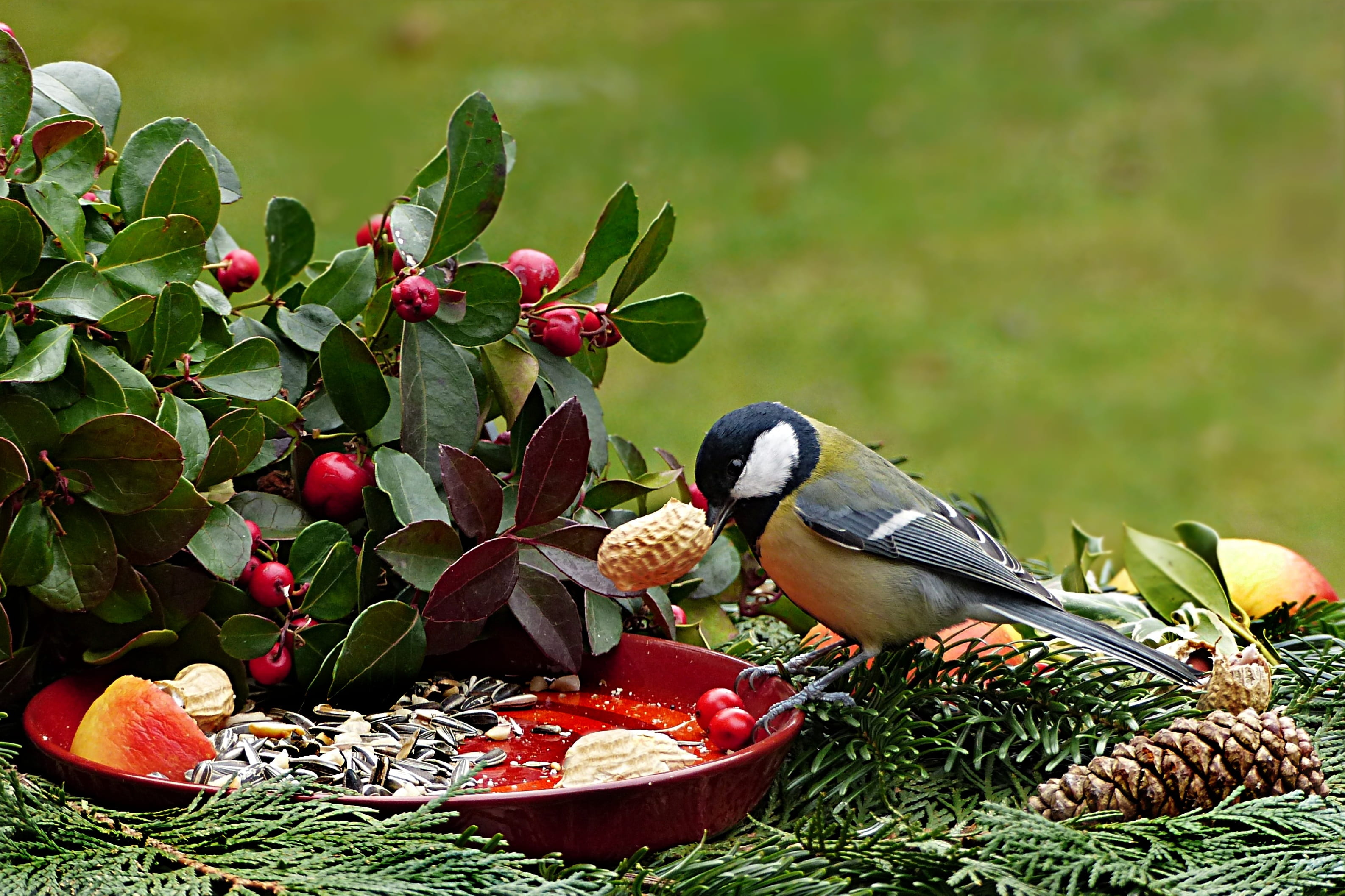 parus major, focus, 2K, no people, animal wildlife, ripe, lining plate, bird, growth, animal themes, freshness, selective, outdoors, animals in the wild, HD Wallpaper