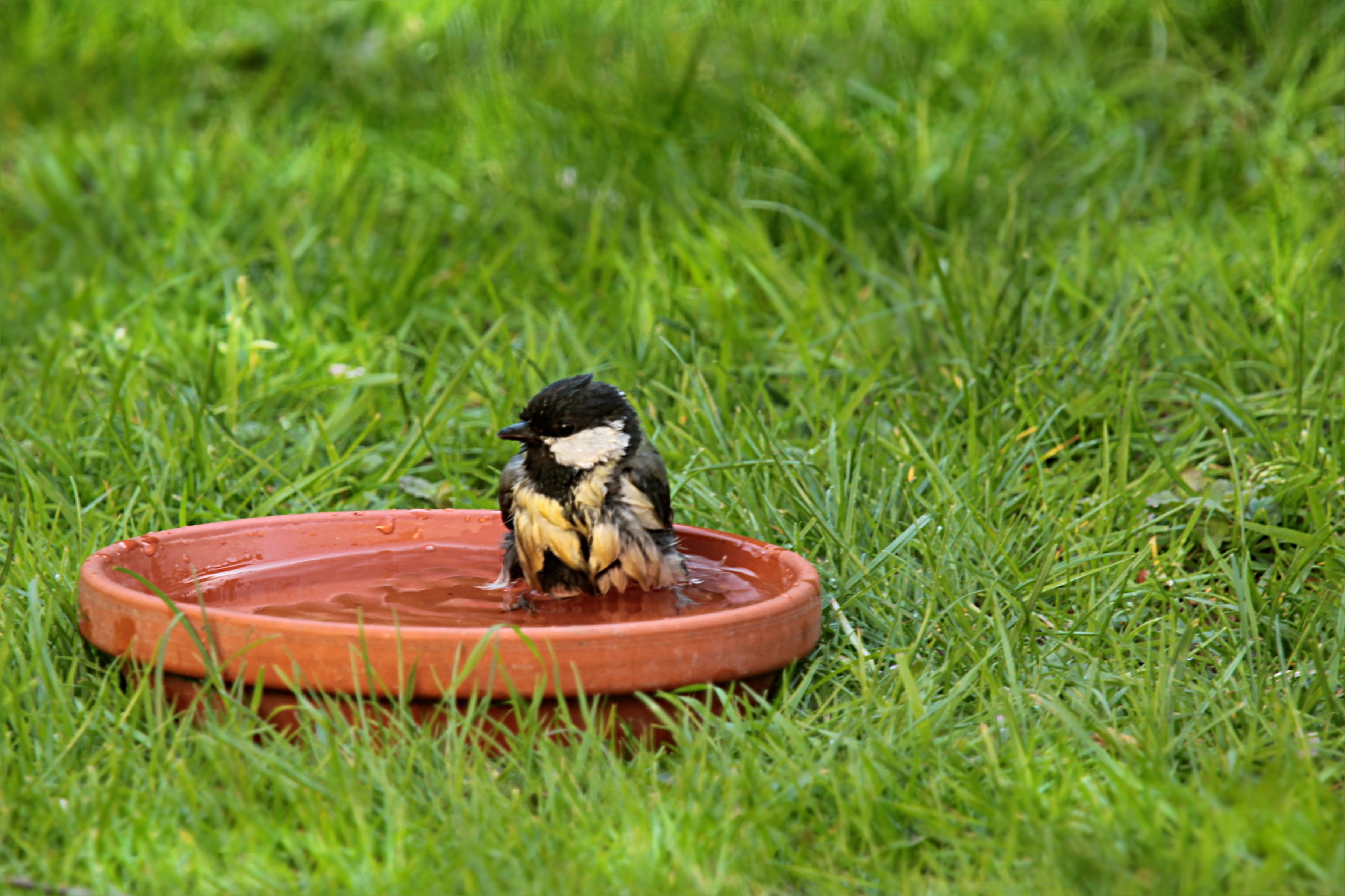 one animal, nature, swim, black, beauty in nature, bird, cooling, day, animal themes, no people, animal wildlife, young, water, grass, plant, green color, HD Wallpaper