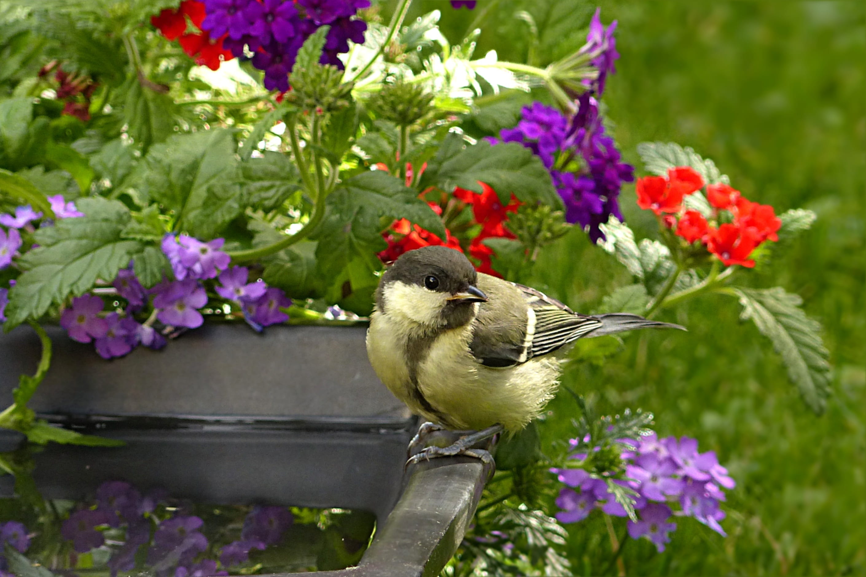 multi colored, flower, perching, perched, flower head, focus on foreground, brown, 2K, bird, one animal, springtime, verbena, red, parus major, beauty in nature, HD Wallpaper