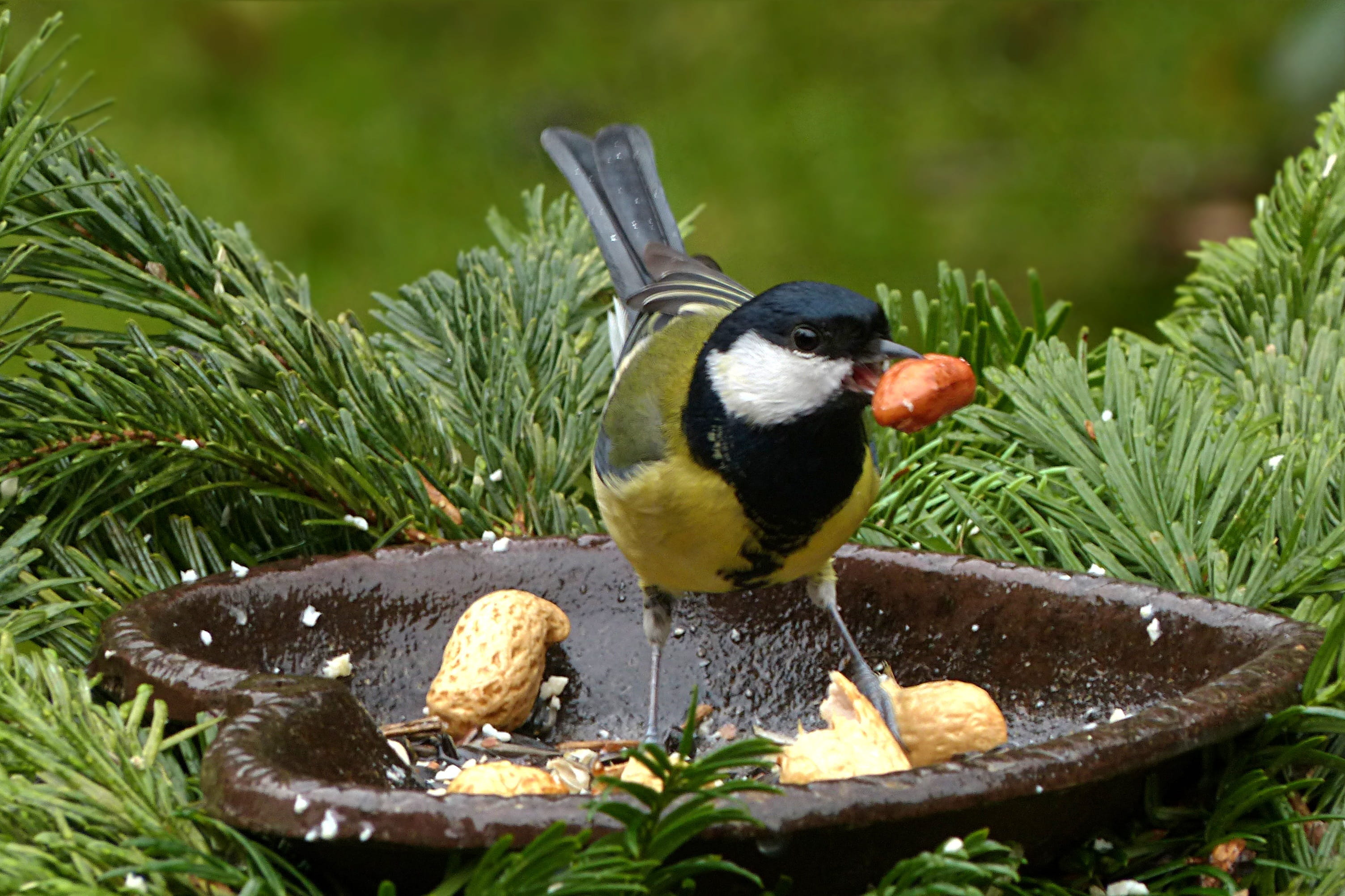 vertebrate, outdoors, Tit, Animal, foraging, animal themes, Parus Major, focus on foreground, Bird, plant, one animal, nature, food, 2K, garden, water, HD Wallpaper