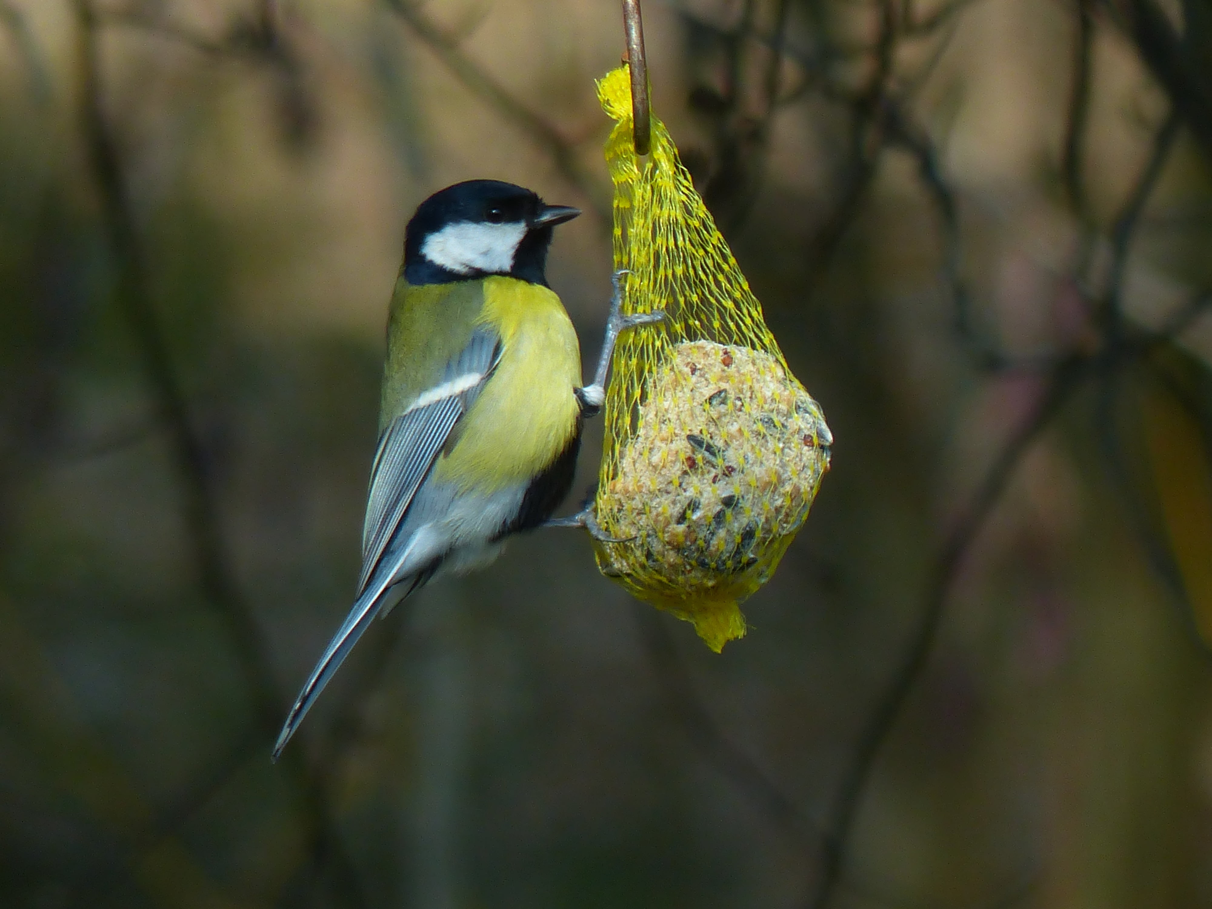 claws out, parus major, branch, winter, perching, close-up, beauty in nature, food, animals In The Wild, bird, focus on foreground, bird seed, outdoors, HD Wallpaper