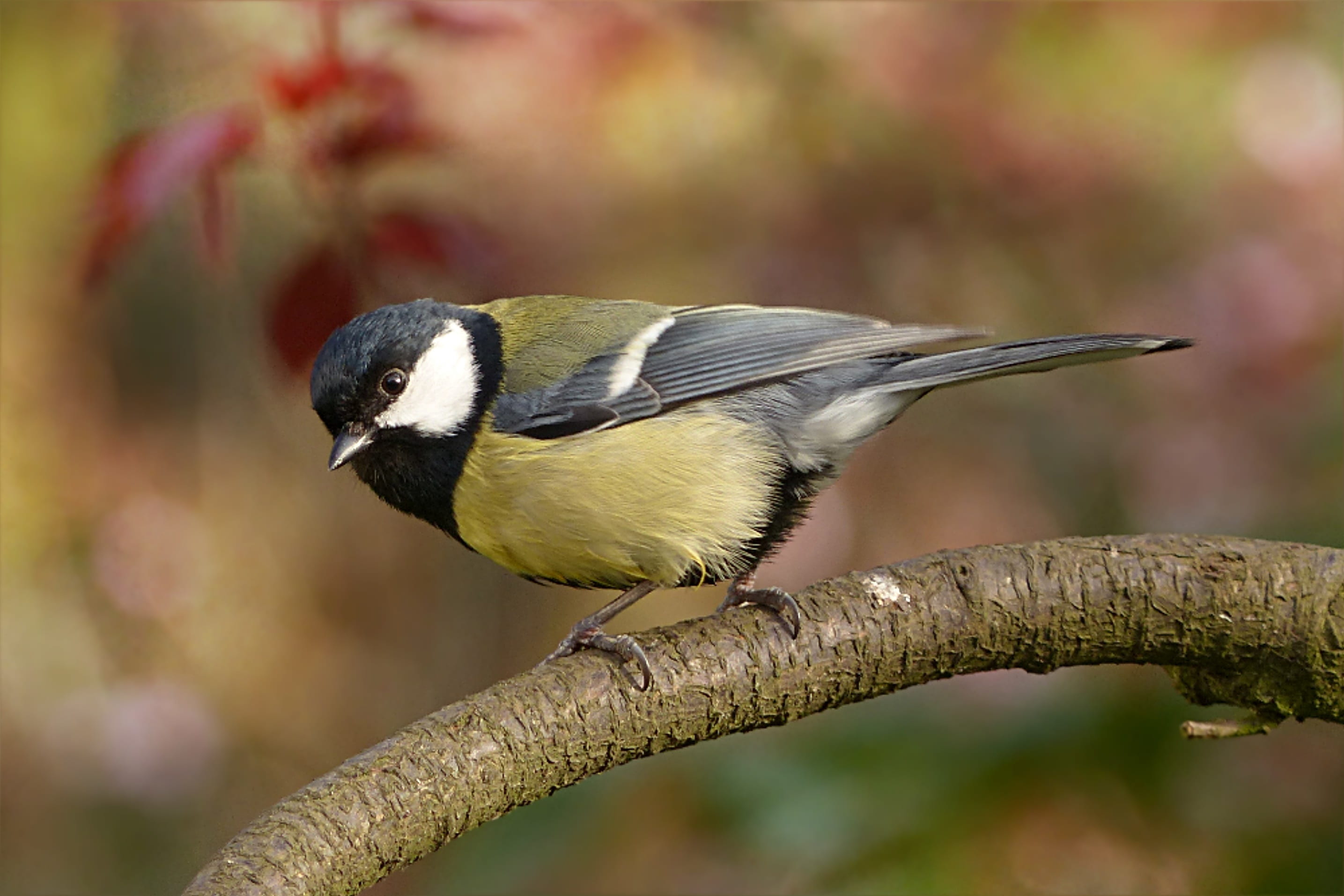 nature, bluetit, great tit, vertebrate, full length, beauty in nature, day, 2K, bird, animals in the wild, garden, selective, tit, green, photography, HD Wallpaper