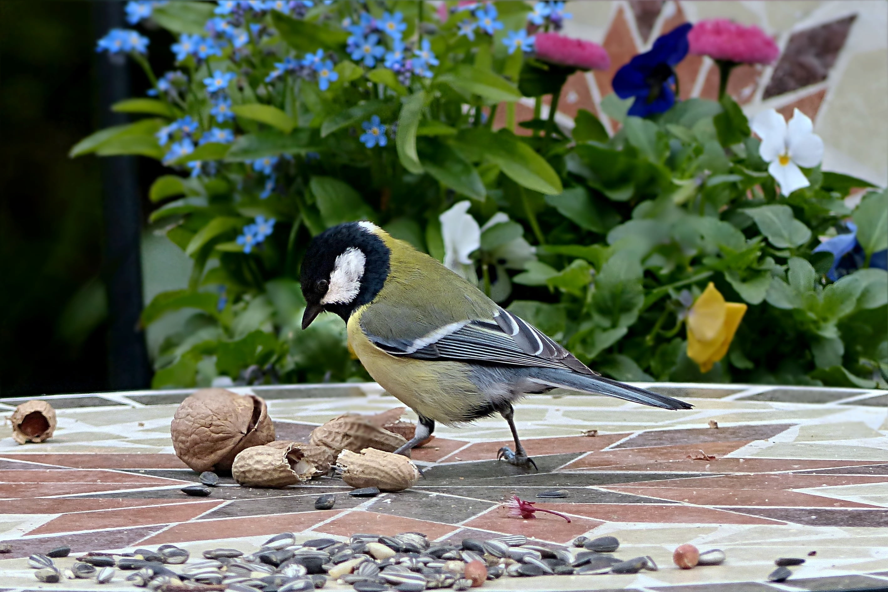 vertebrate, white, plant, day, tit, near, foraging, feeding, parus major, one animal, perching, green, peanuts, focus on foreground, close-up, black, flower, HD Wallpaper